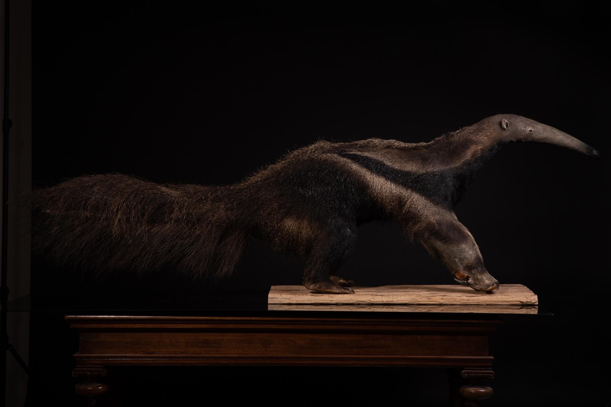 Brazilian Giant Anteater Mounted by Mr.Monin Taxidermiste at the Zoo Des Bruniaux, France For Sale
