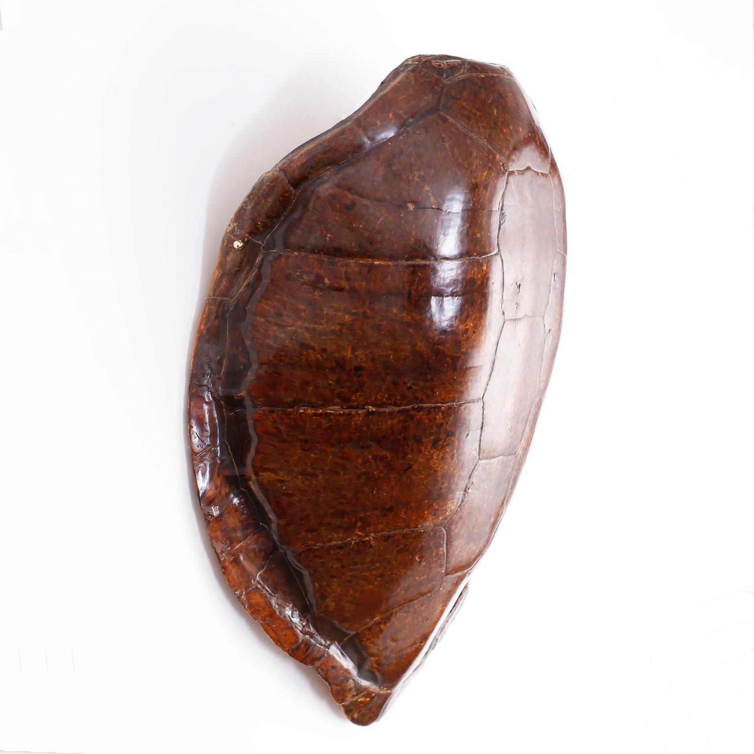 antique turtle shell