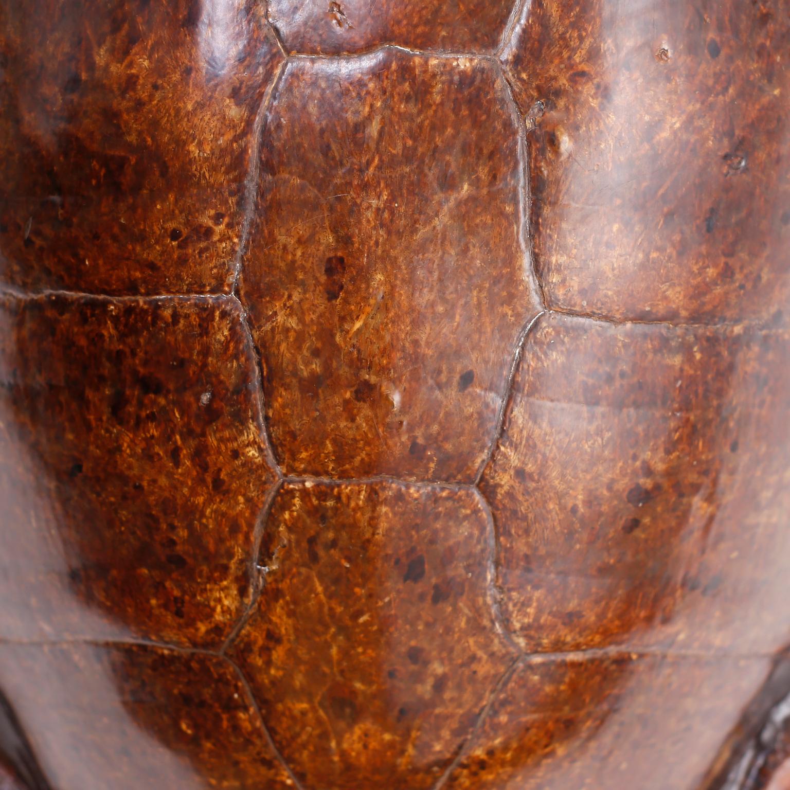Victorian Giant Antique Sea Turtle Shell