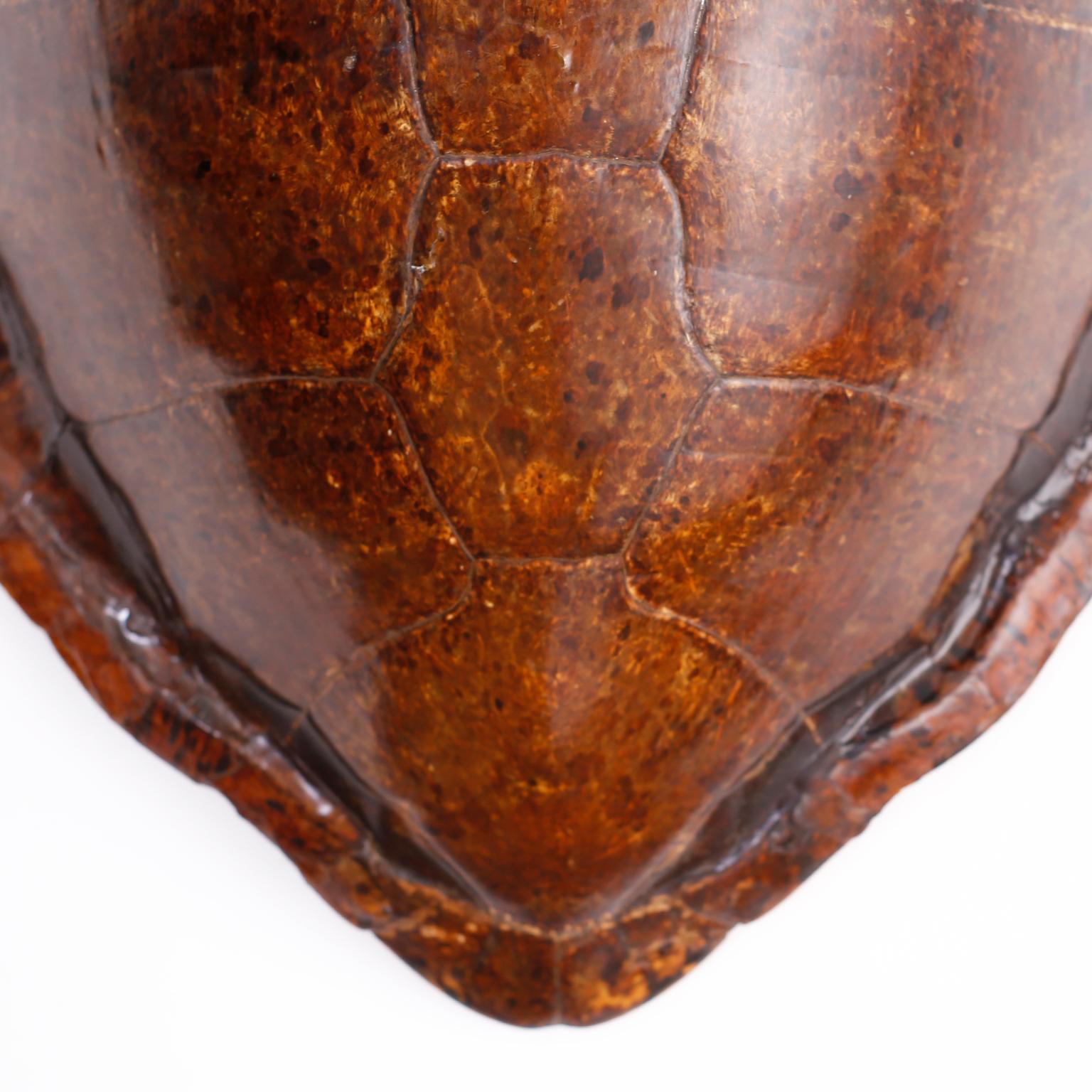 American Giant Antique Sea Turtle Shell