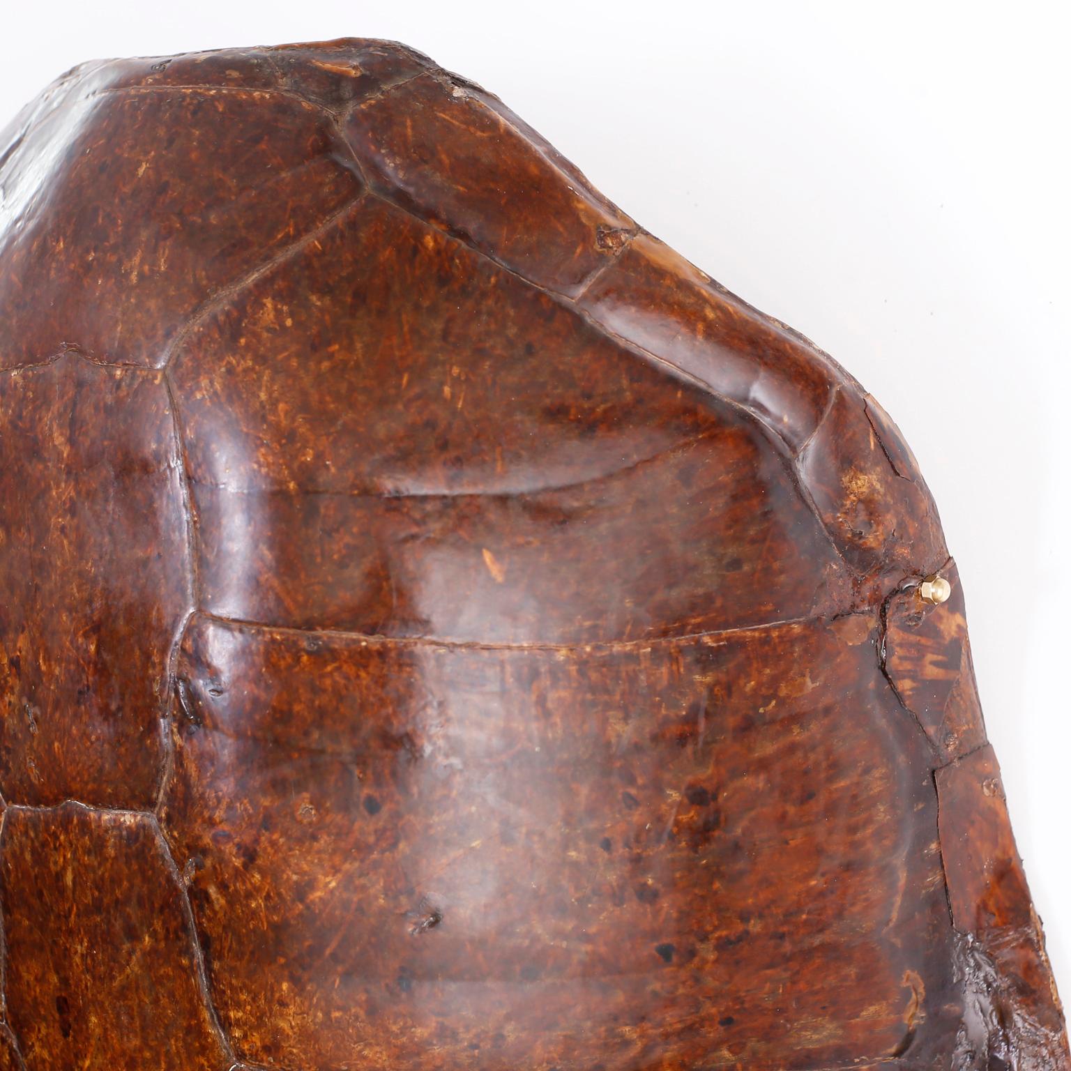 Giant Antique Sea Turtle Shell In Good Condition In Palm Beach, FL