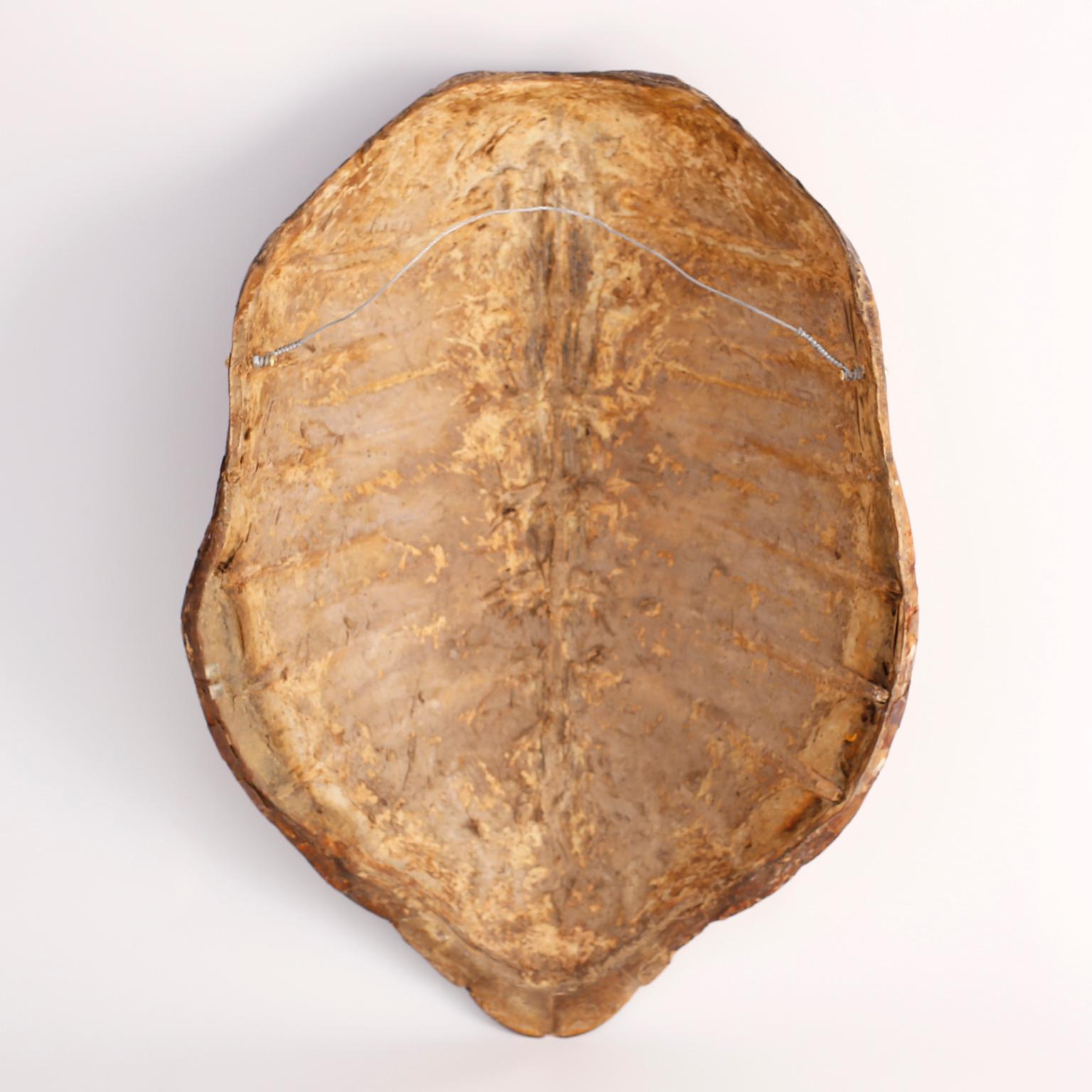 19th Century Giant Antique Sea Turtle Shell