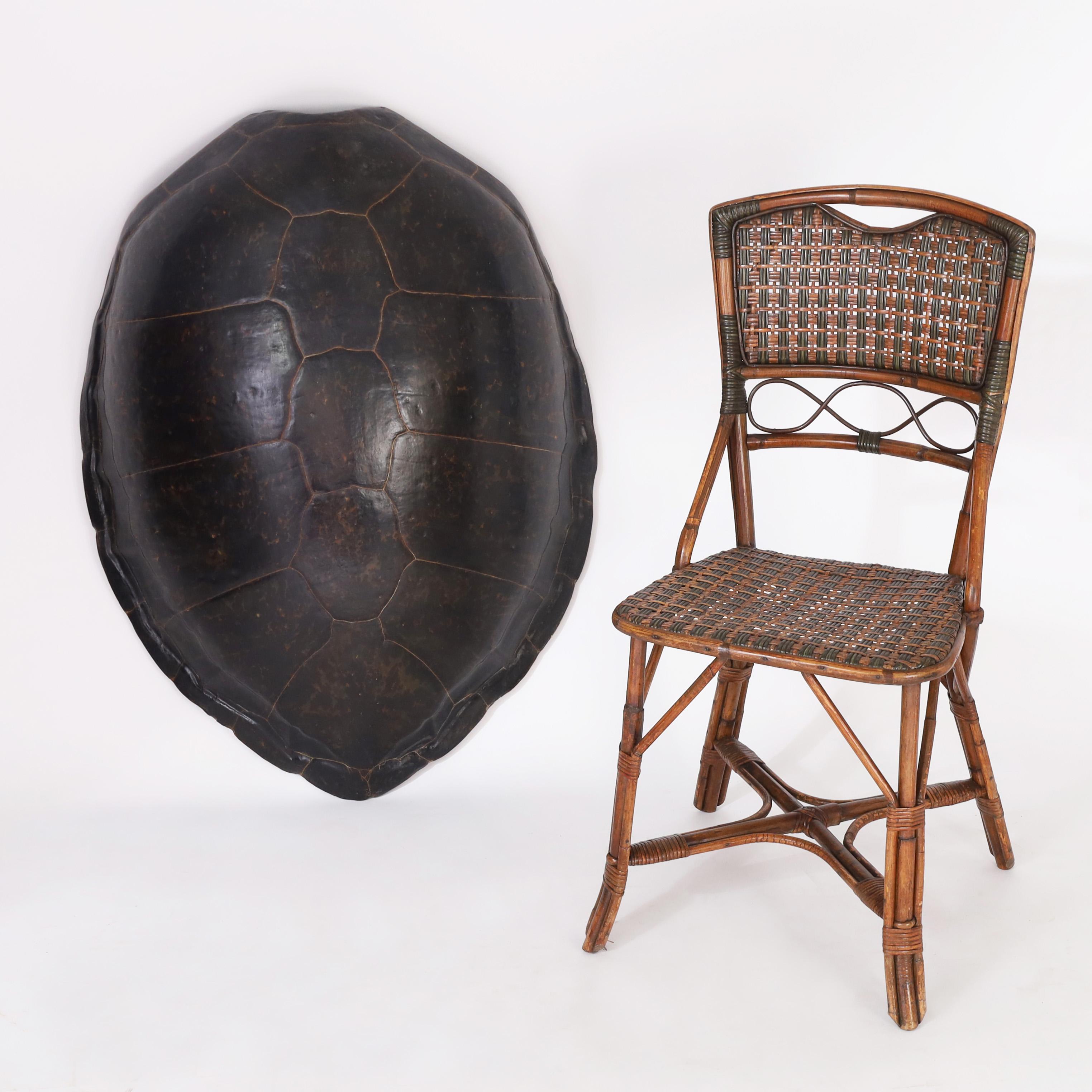 XIX secolo Guscio di tartaruga marina gigante antico o carapace