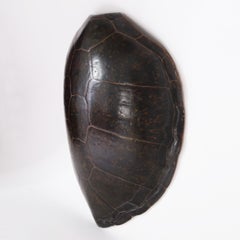 Caparazón o caparazón gigante antiguo de tortuga marina