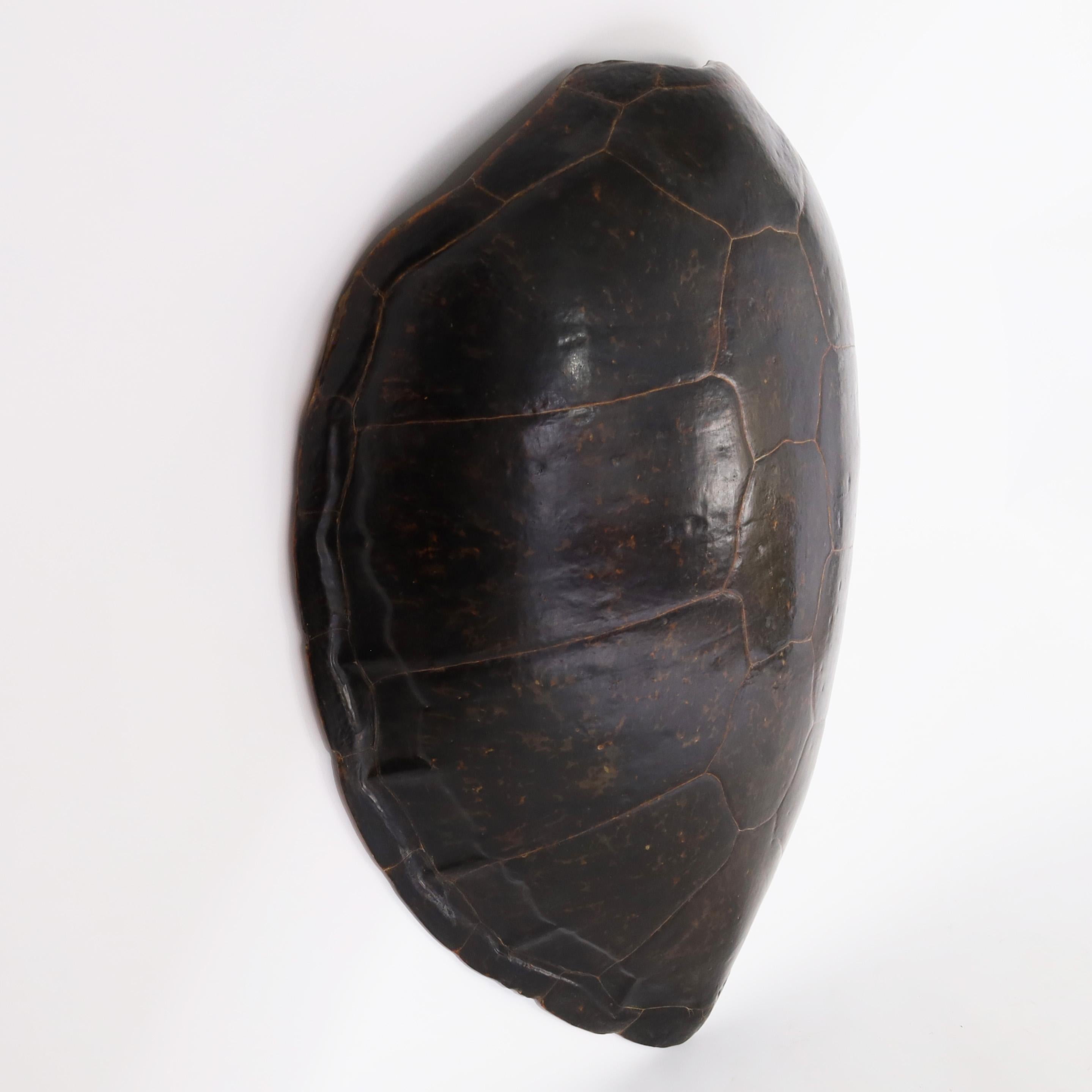 guscio di tartaruga gigante prezzo