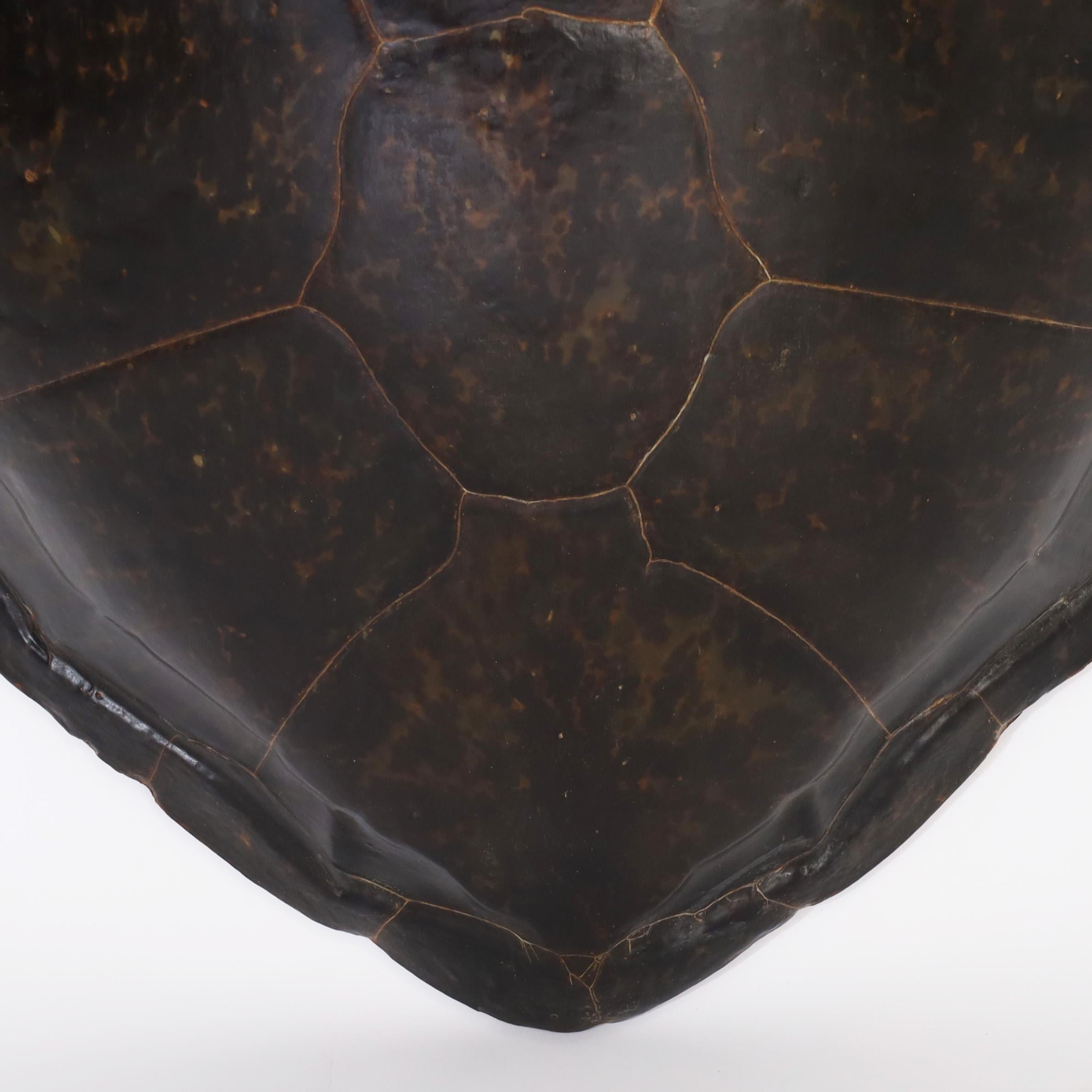 Vittoriano Guscio di tartaruga marina gigante antico o carapace
