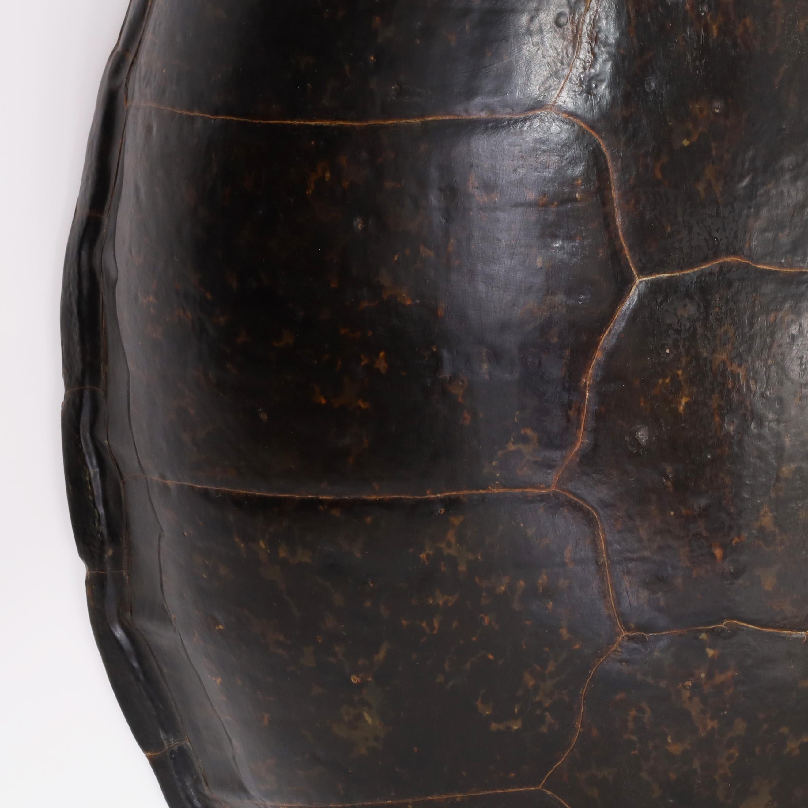 Americano Guscio di tartaruga marina gigante antico o carapace