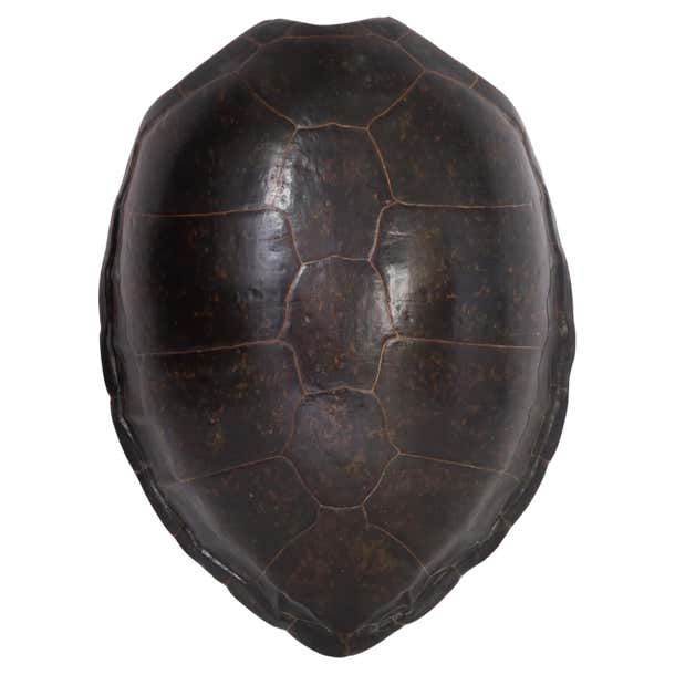 Giant Antique Sea Turtle Shell or Carapace For Sale at 1stDibs