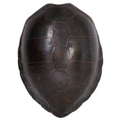 Giant Antique Sea Turtle Shell or Carapace