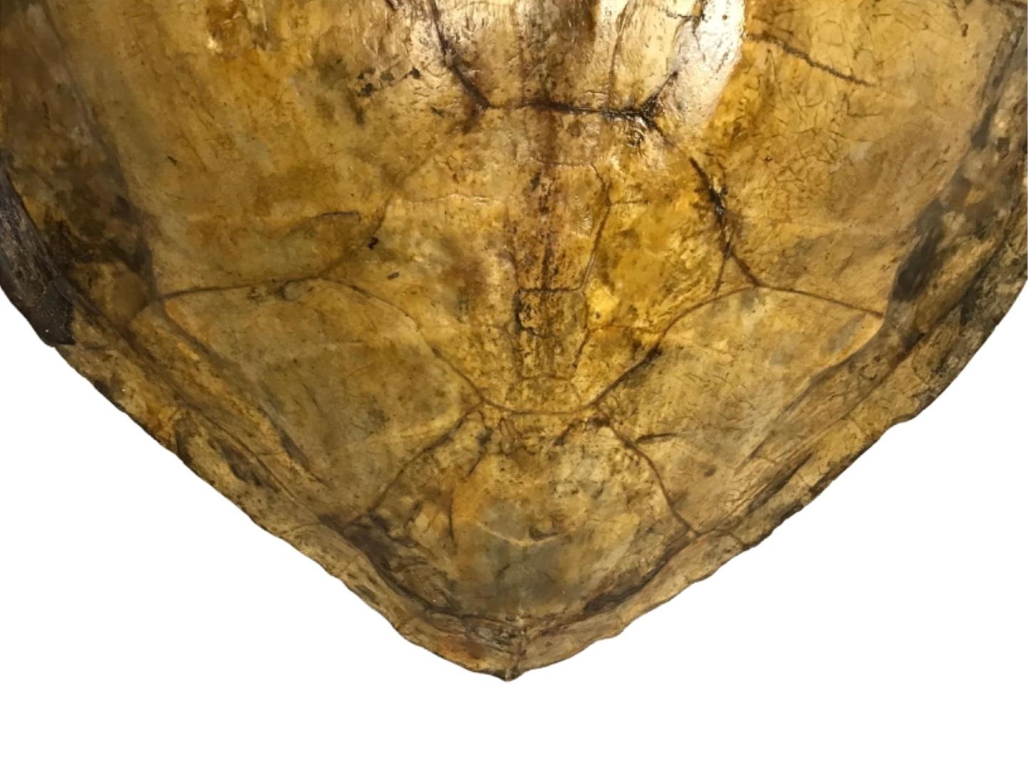 A large antique 19th-century giant sea turtle carapace (shell) specimen.
Authentic antique turtle shell. Elegant and mighty. A wonderfully naturalistic design tortoise shell.