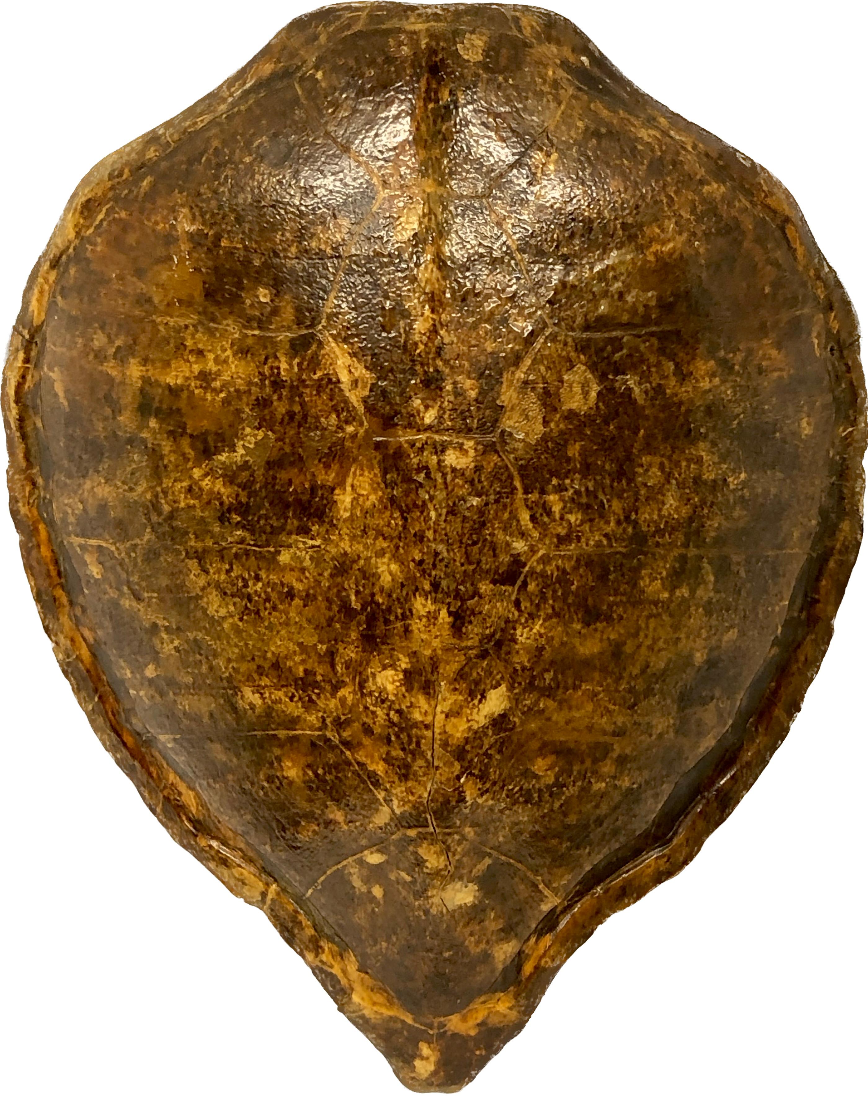 A large antique 19th-century giant sea turtle carapace (shell) specimen.
Authentic antique turtle shell. Elegant and mighty. A wonderfully naturalistic design tortoise shell.