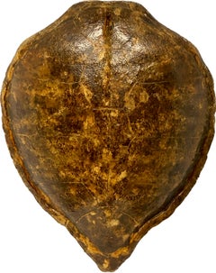 Riesiger antiker Schildkrötenpanzer oder Muschel