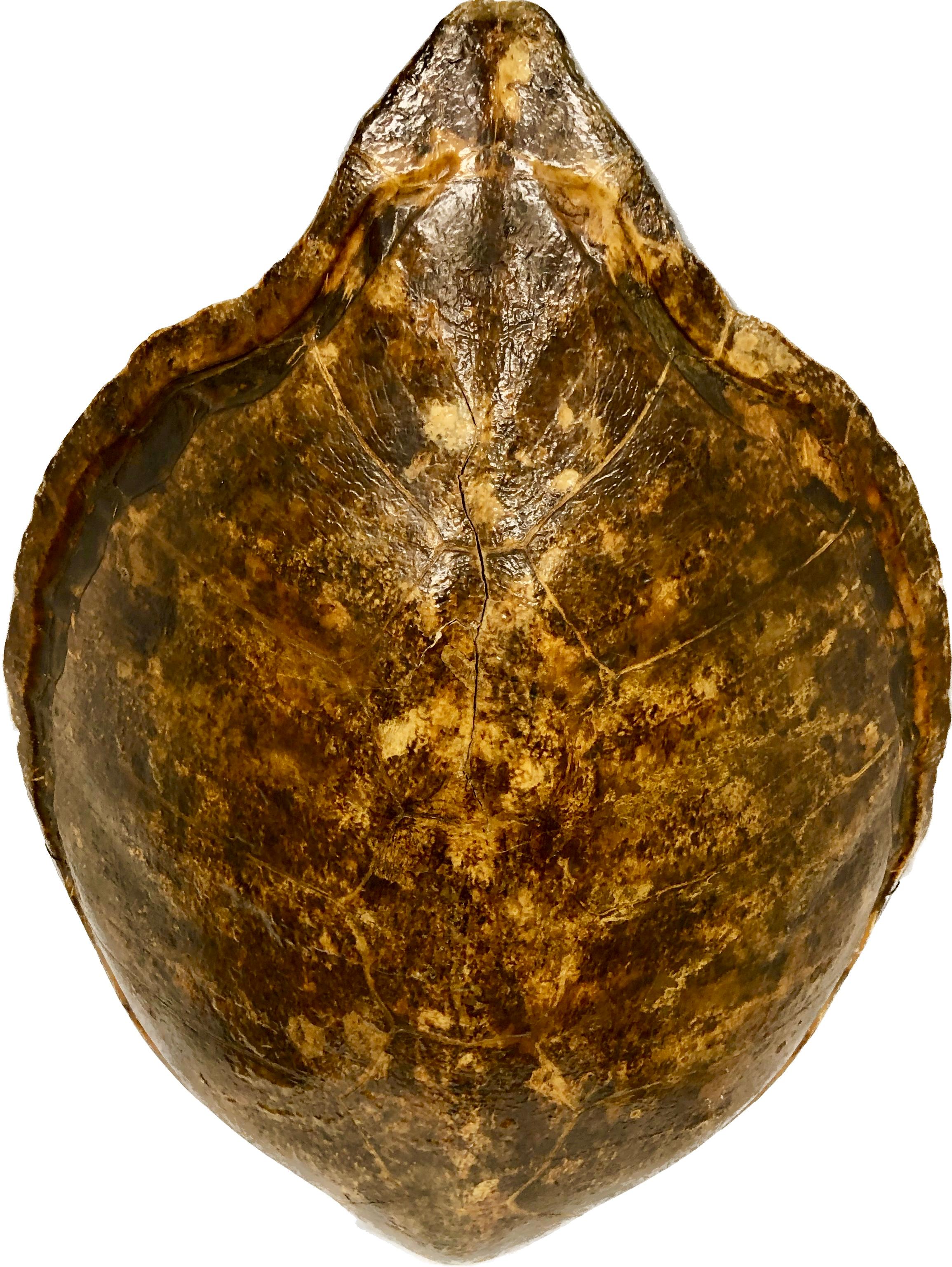 Organic Modern Giant Antique Turtle Carapace or Shell