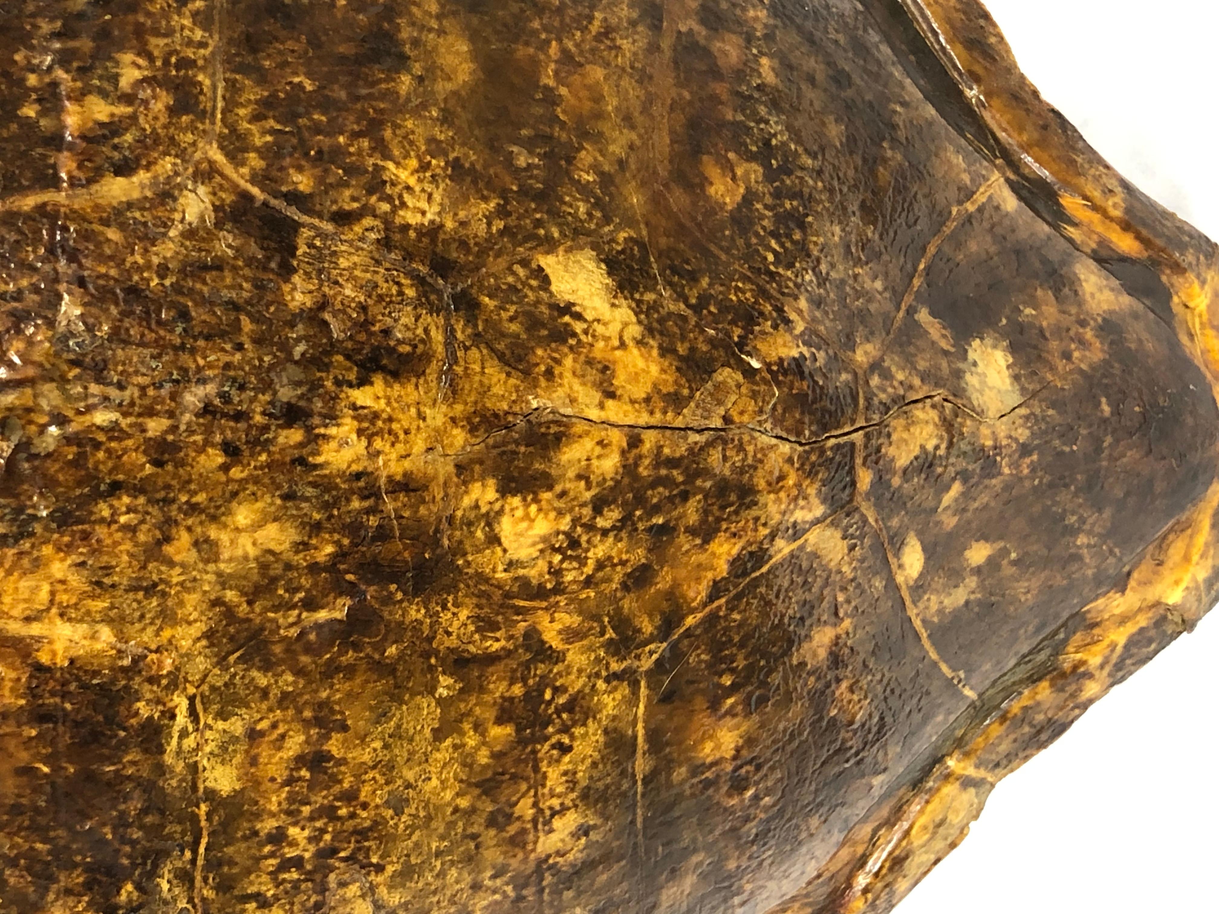 Giant Antique Turtle Carapace or Shell In Fair Condition In Bradenton, FL