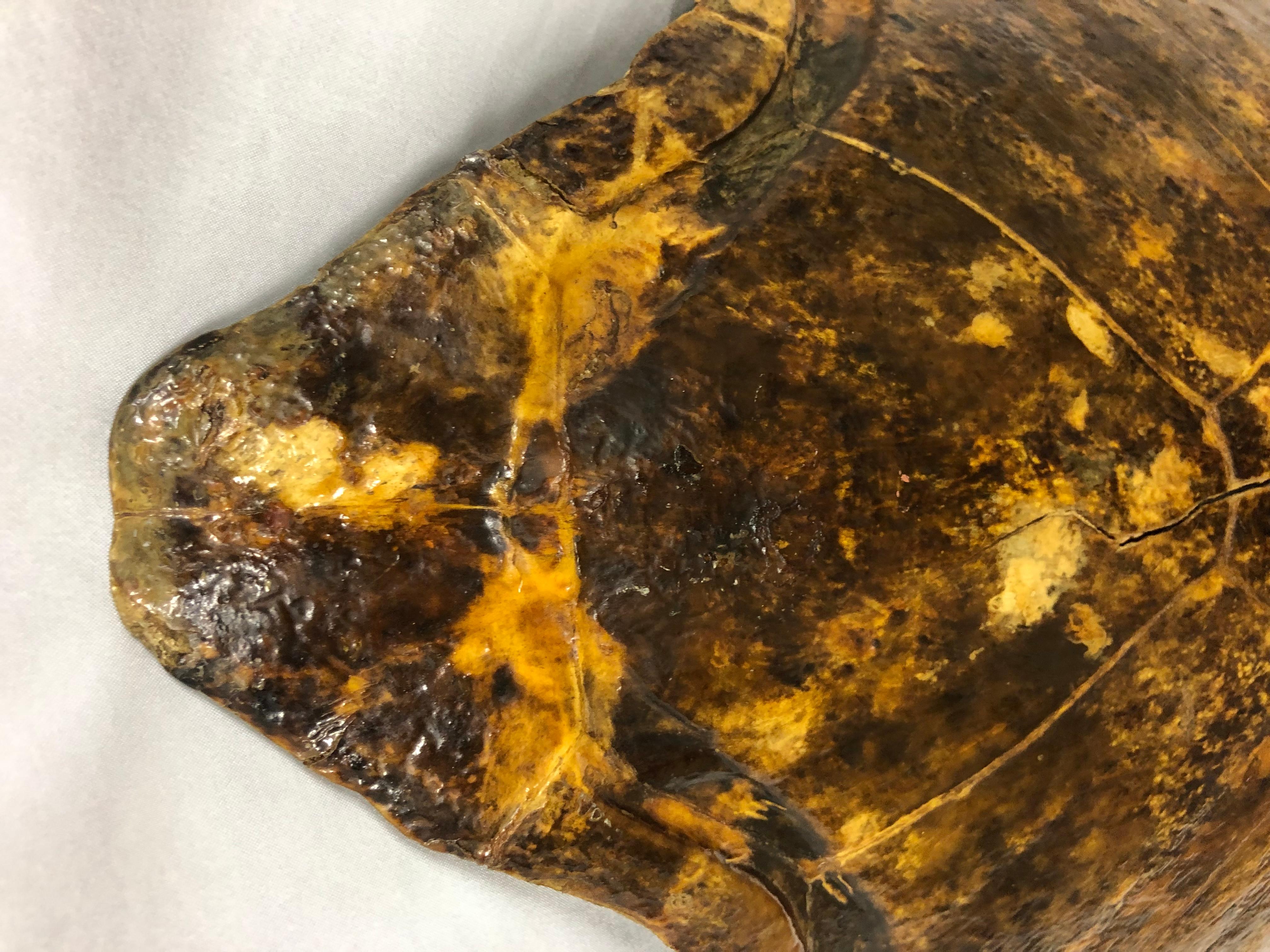 19th Century Giant Antique Turtle Carapace or Shell