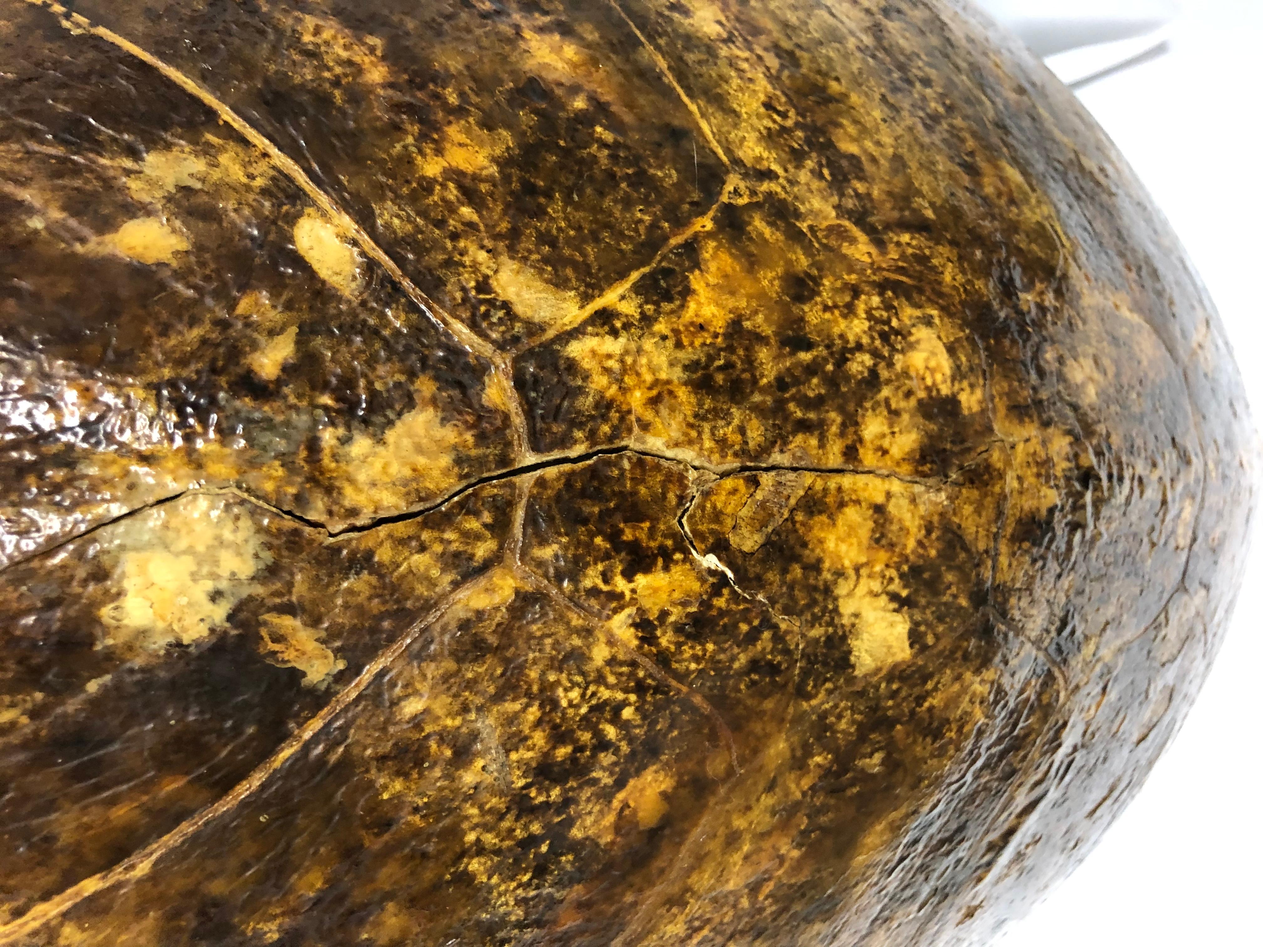 Giant Antique Turtle Carapace or Shell 1