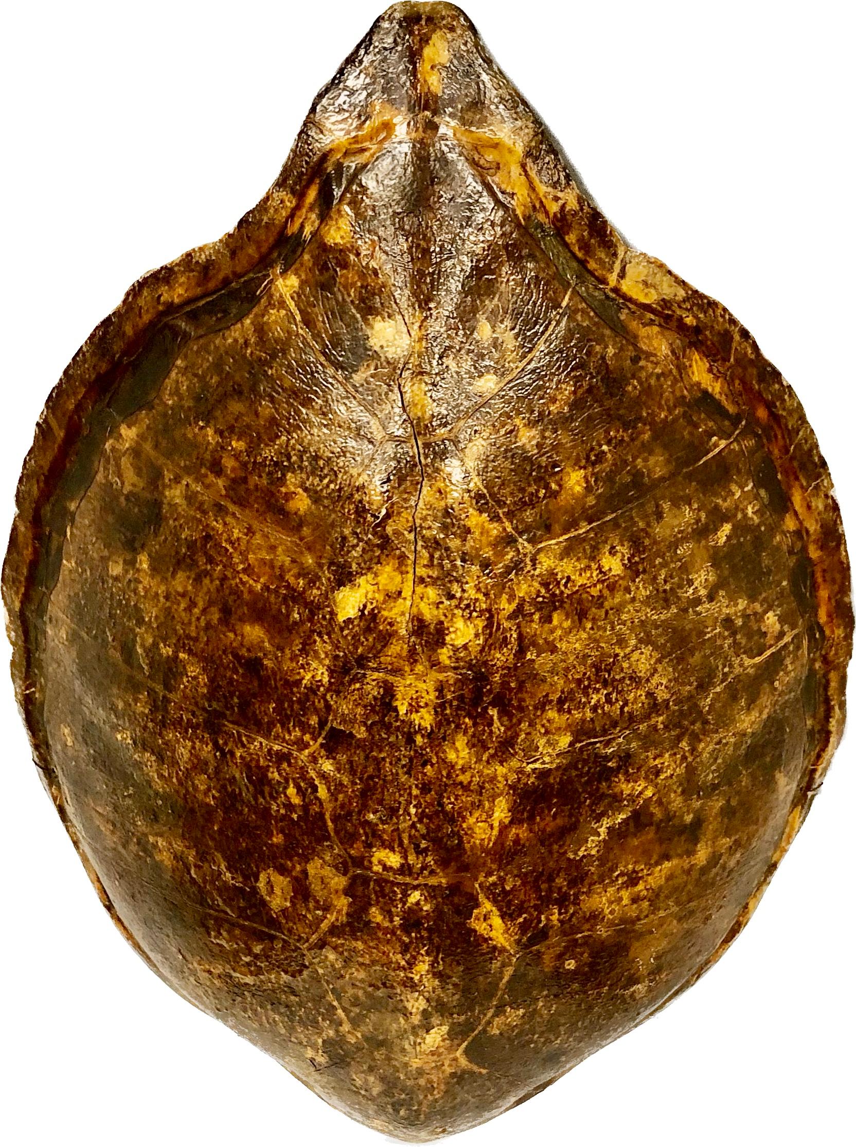 Giant Antique Turtle Carapace or Shell 2