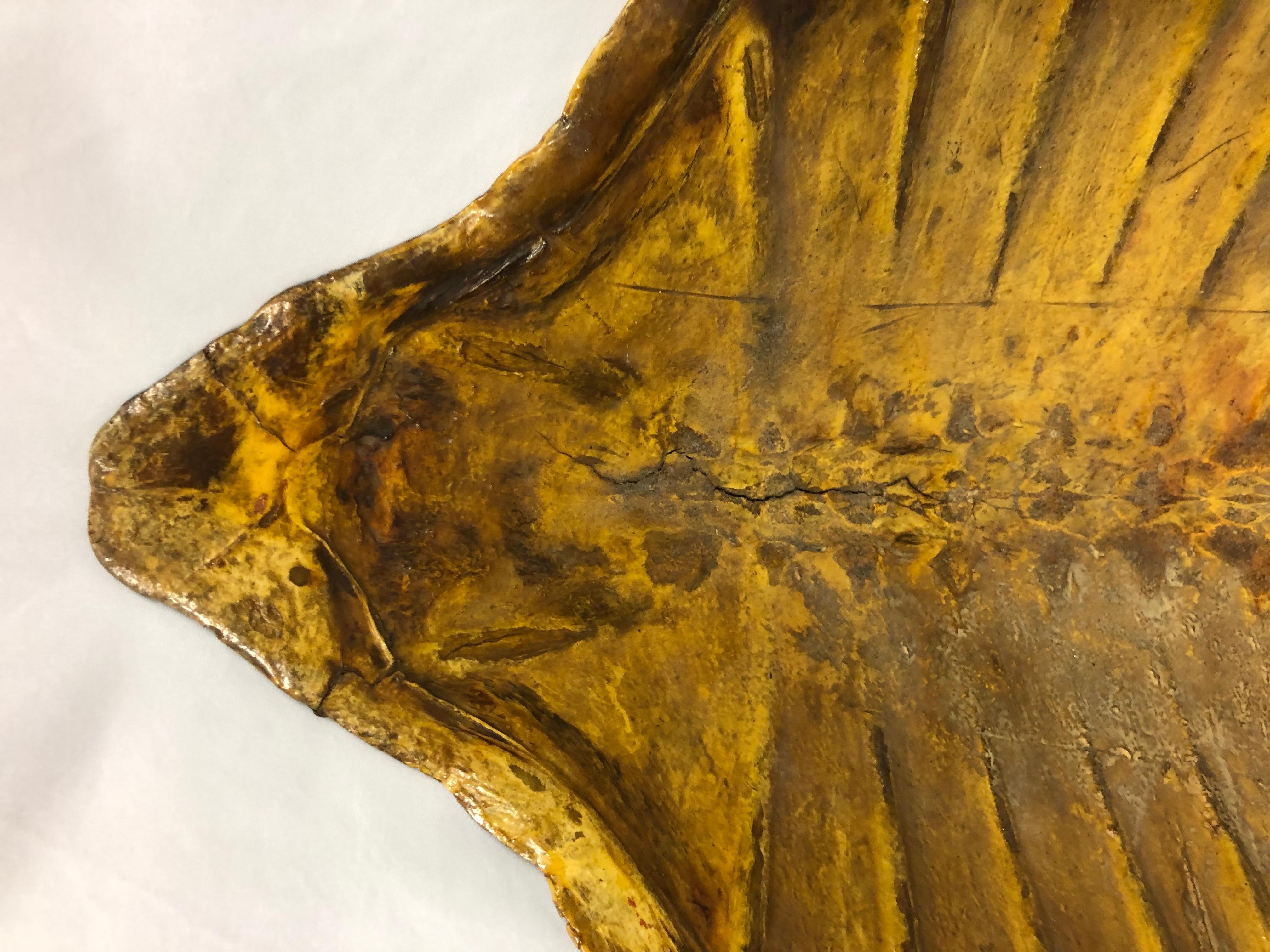 Giant Antique Turtle Carapace or Shell 3
