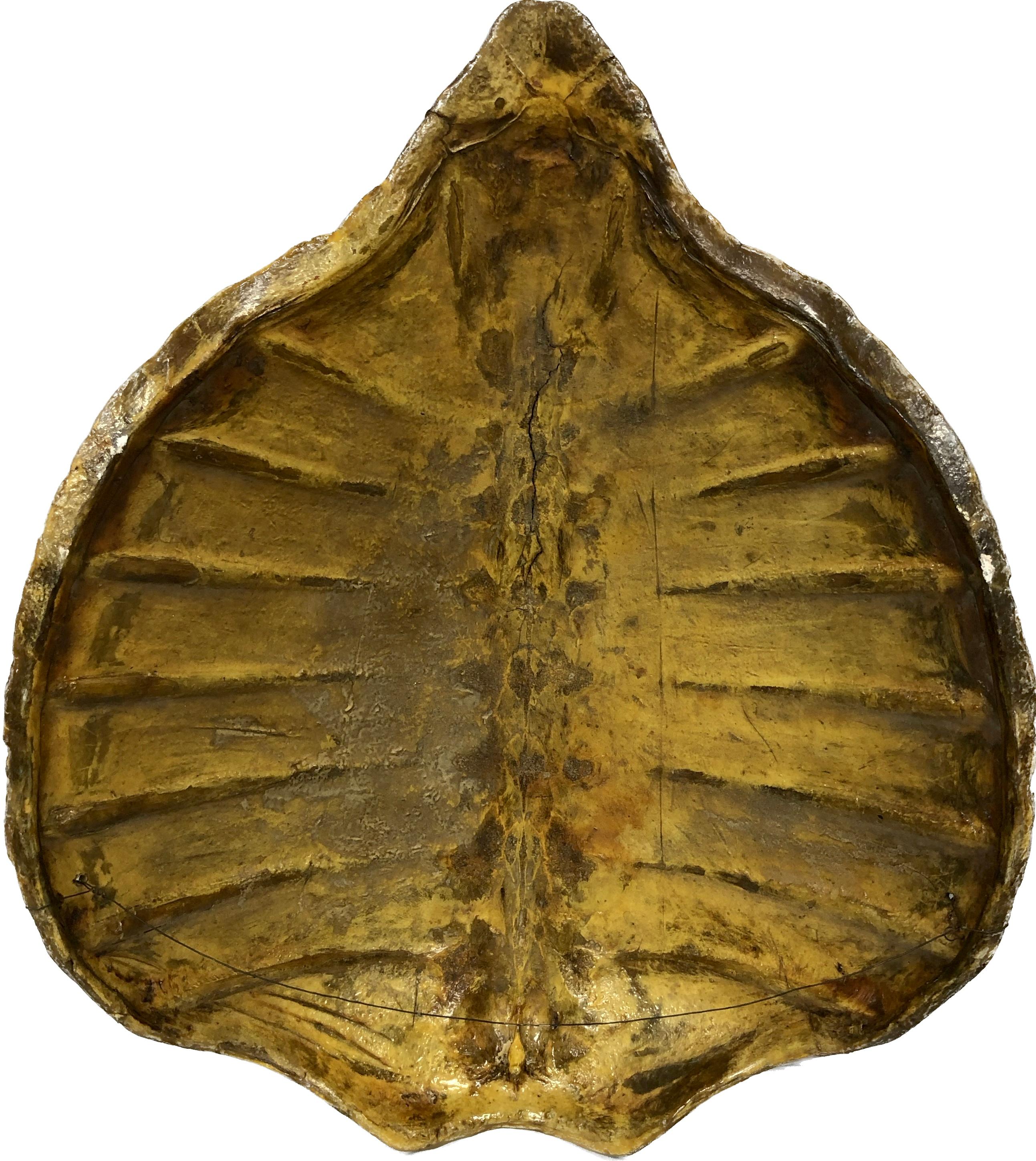 Giant Antique Turtle Carapace or Shell 4