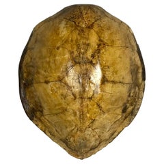 Riesiger antiker Schildkrötenpanzer oder Muschel