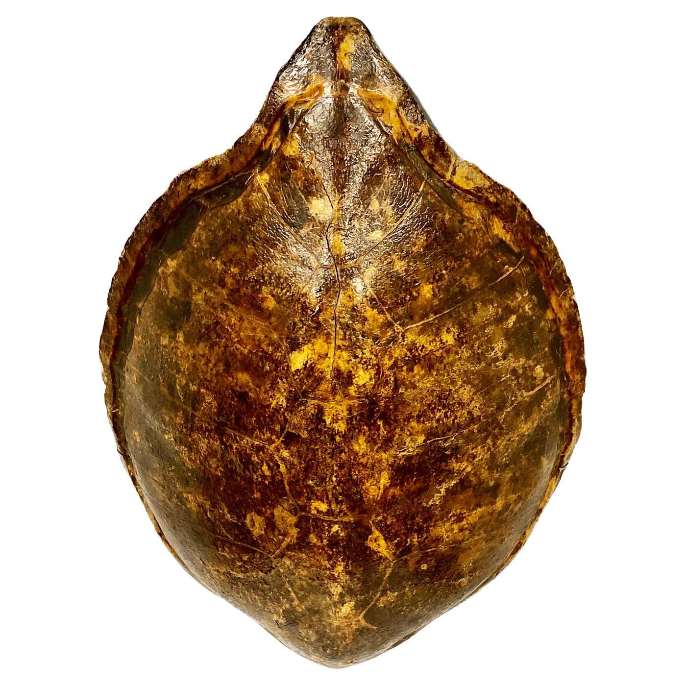 Giant Antique Turtle Carapace or Shell at 1stDibs