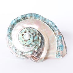 Giant Banded Turbo Shells, Priced Individually