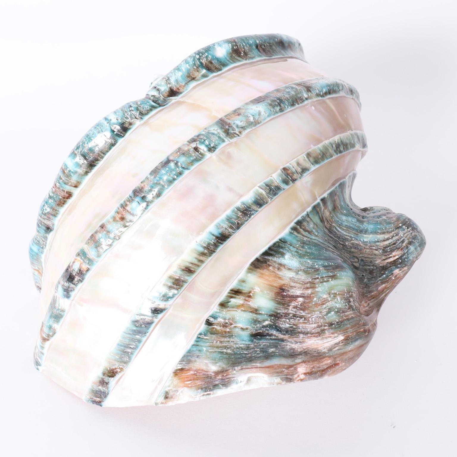 Organic Modern Giant Banded Turbo Shells, Priced Individually For Sale