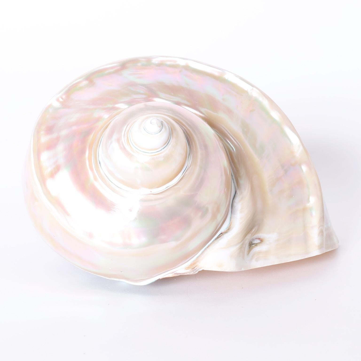Vietnamese Giant Banded Turbo Shells, Priced Individually For Sale