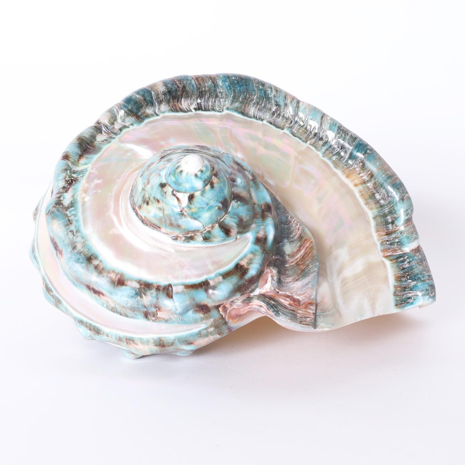 Contemporary Giant Banded Turbo Shells, Priced Individually For Sale