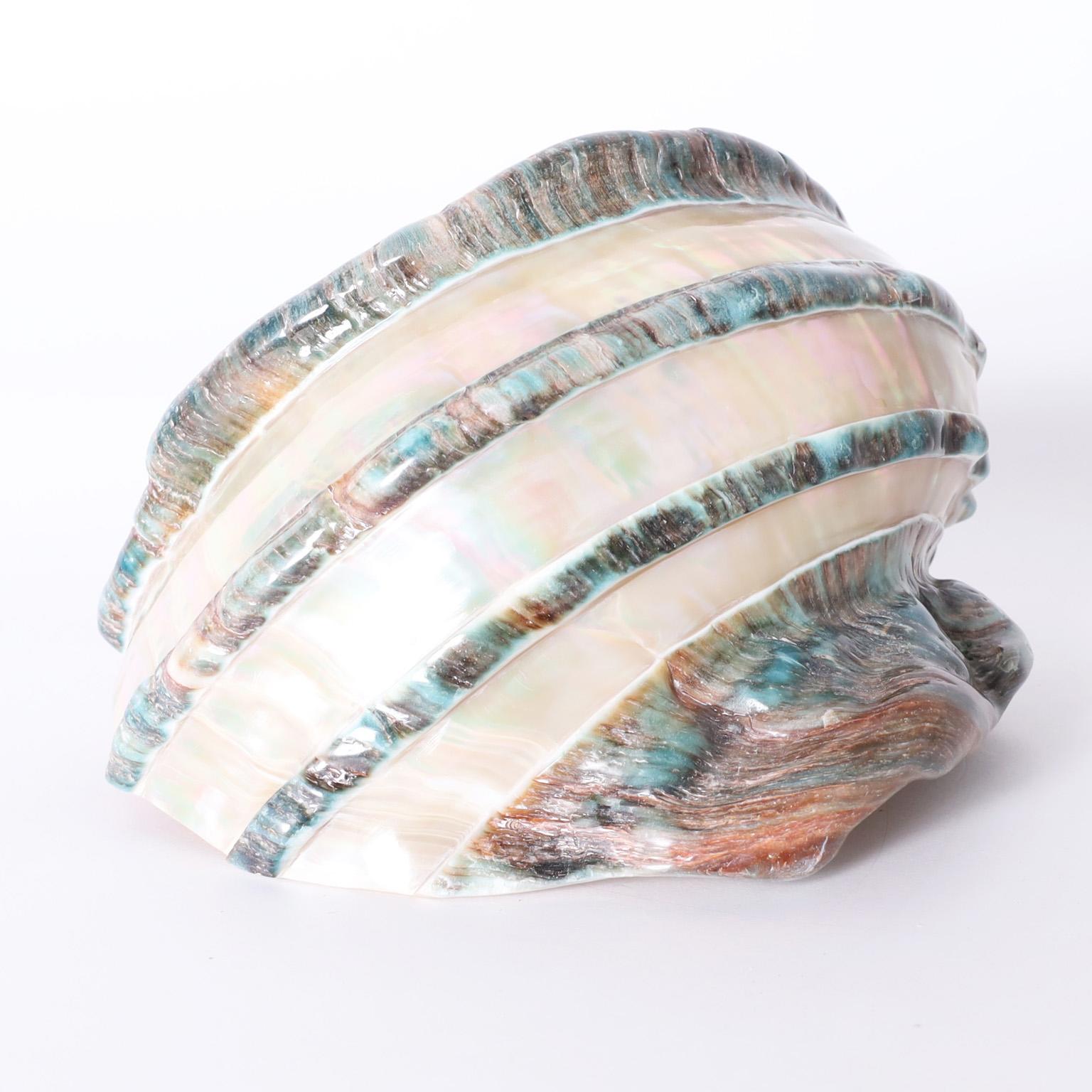 Giant Banded Turbo Shells, Priced Individually For Sale 1