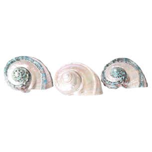 Giant Banded Turbo Shells, Priced Individually For Sale at 1stDibs
