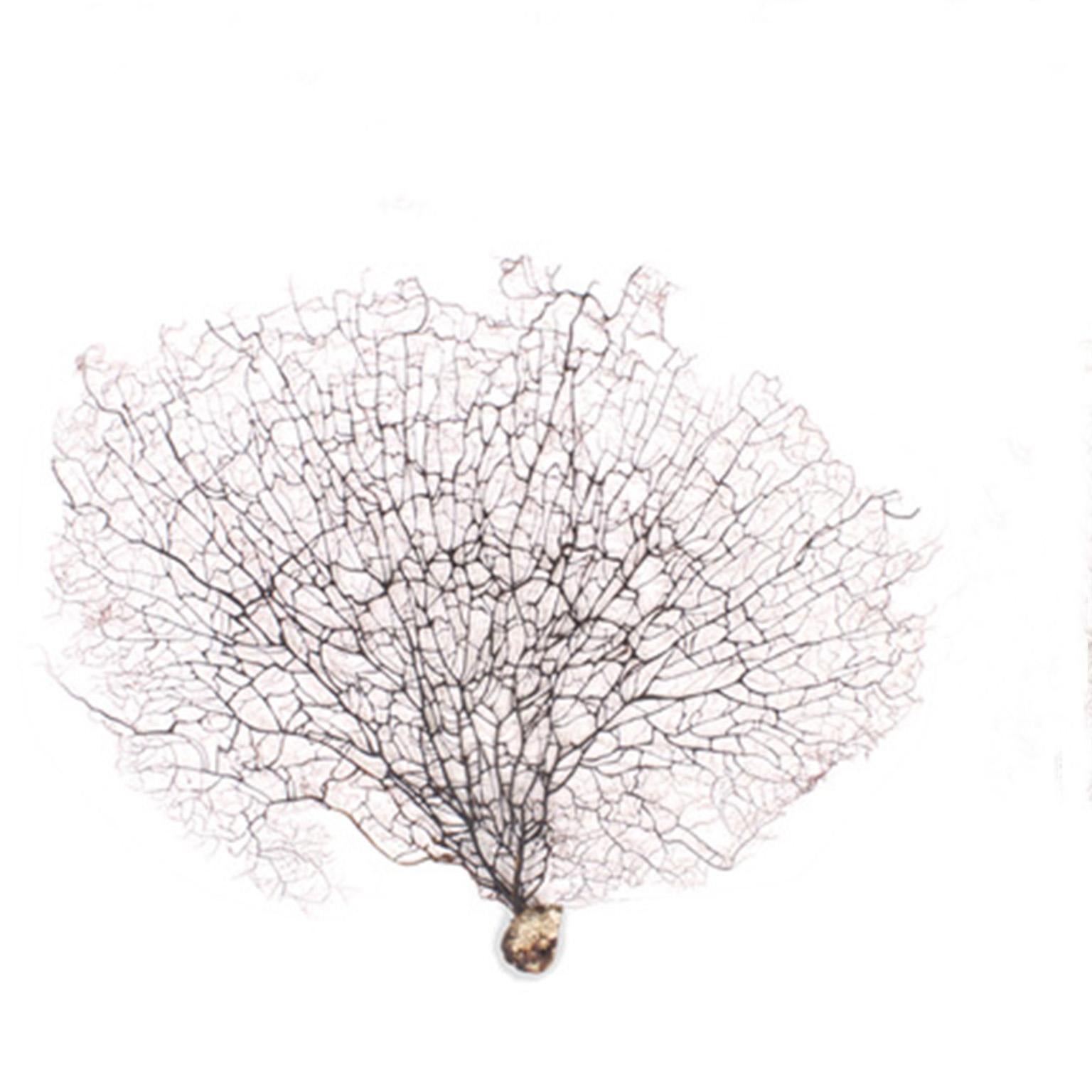 Here is one of several surprisingly large black sea fans we are offering. One of mother natures most ambitious sculptures with alluring, organic color and form.