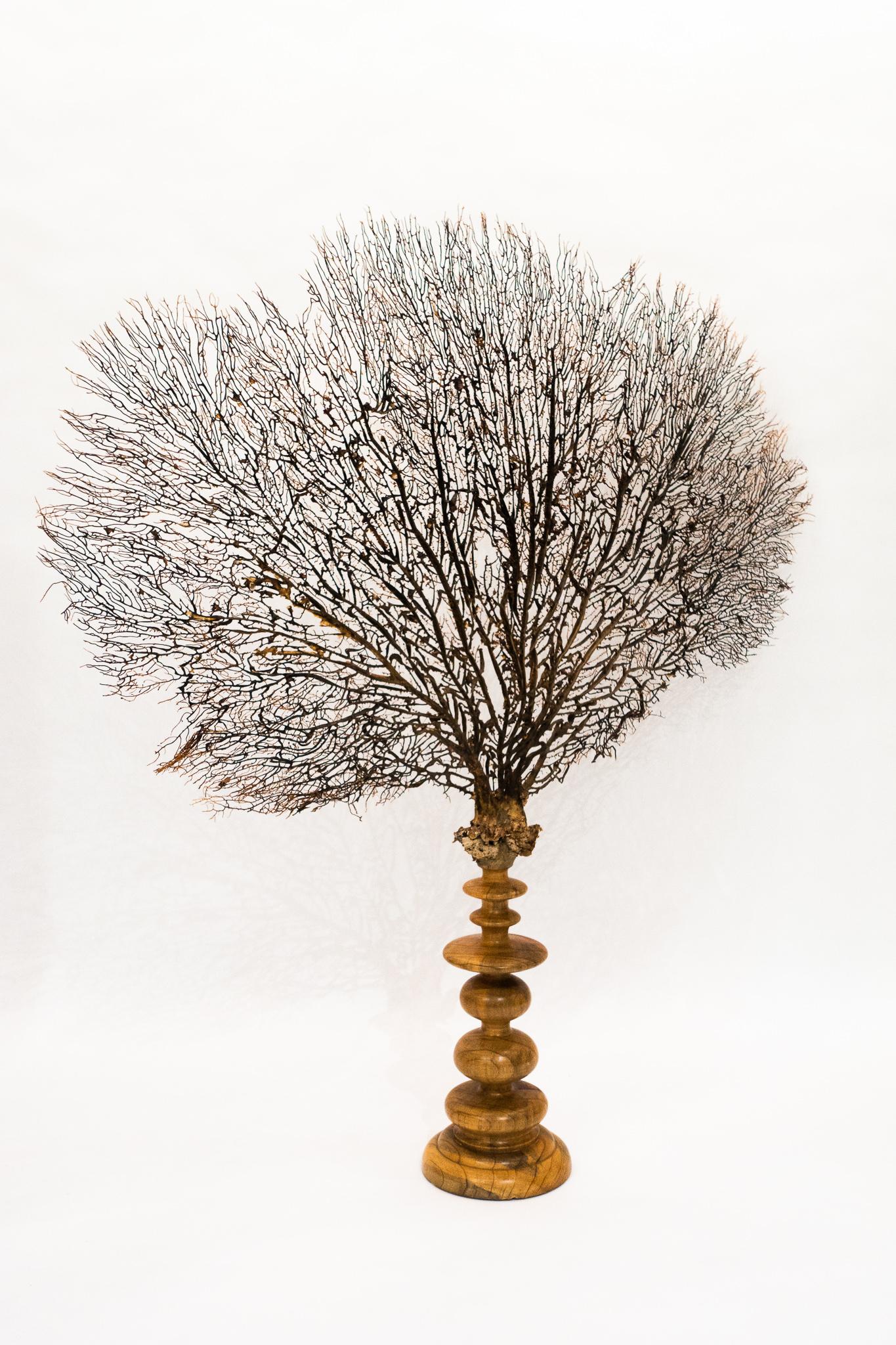 Beautiful real giant black sea fan mounted on a large turned wooden base.