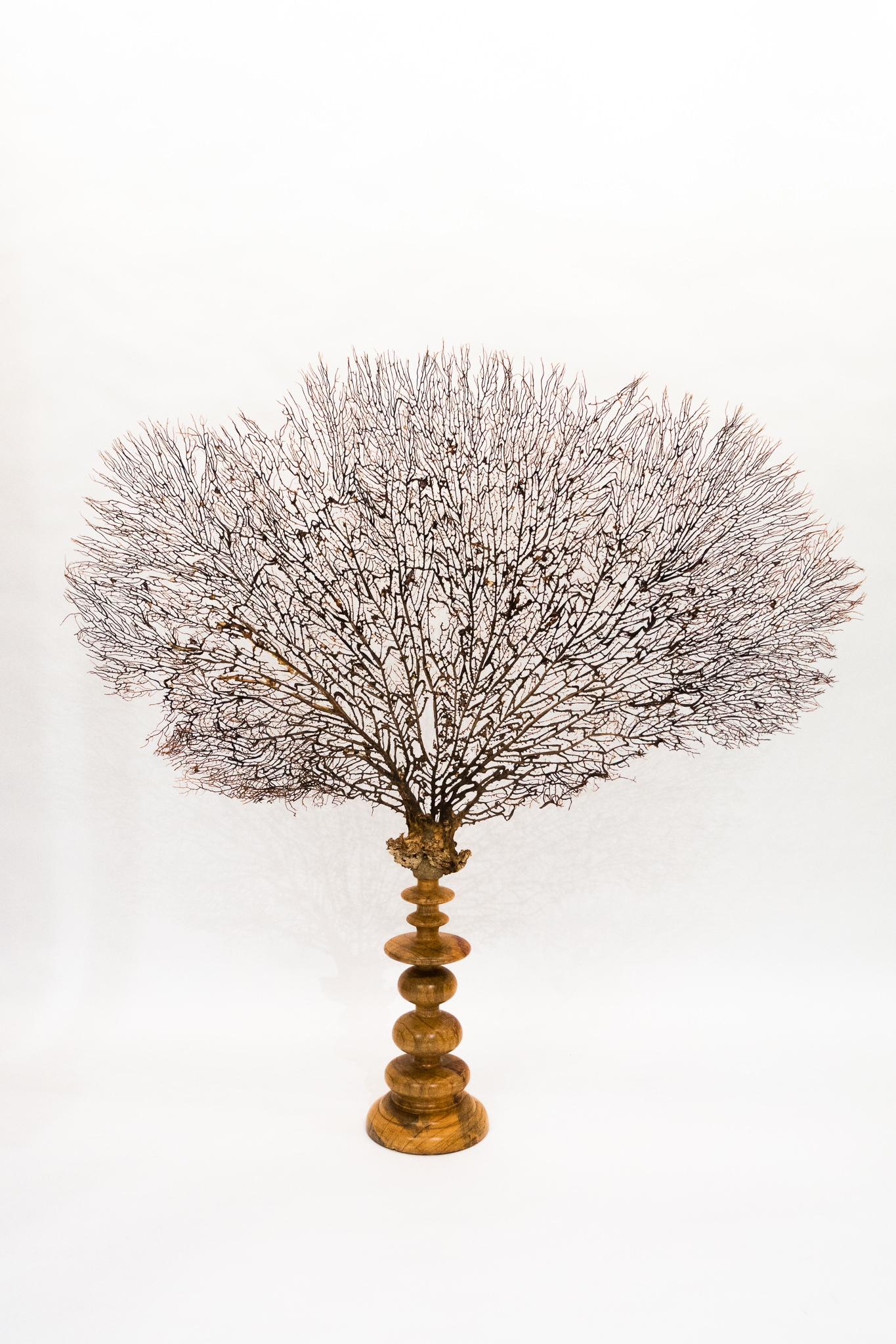 Giant Black Sea Fan Mounted on a Large Turned Wooden Base 2