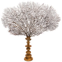 Giant Black Sea Fan Mounted on a Large Turned Wooden Base