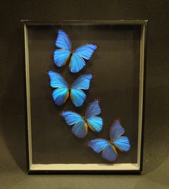 Giant Blue Butterfly Taxidermy Collection Morpho Didius, in Display Case