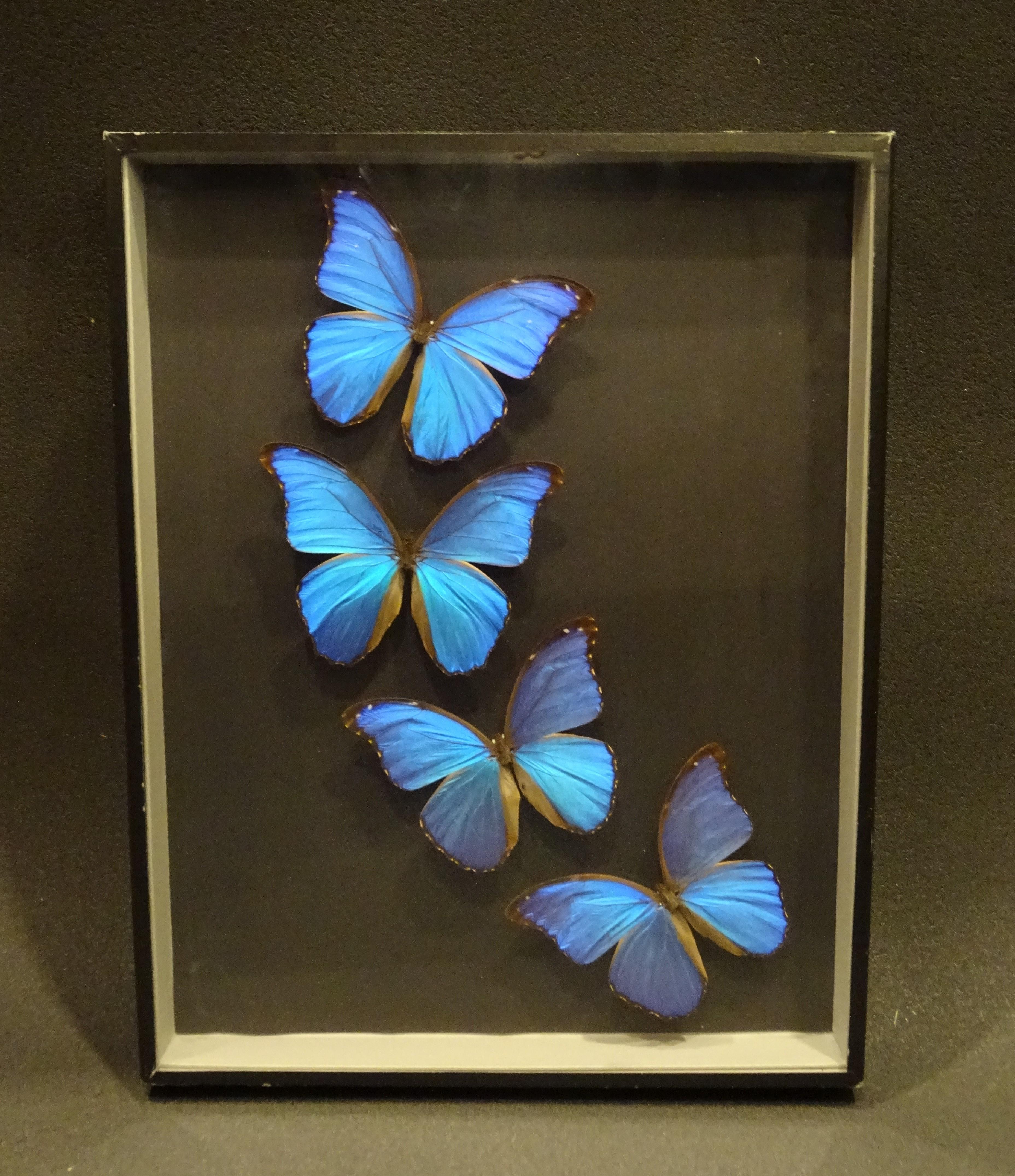 butterfly taxidermy art