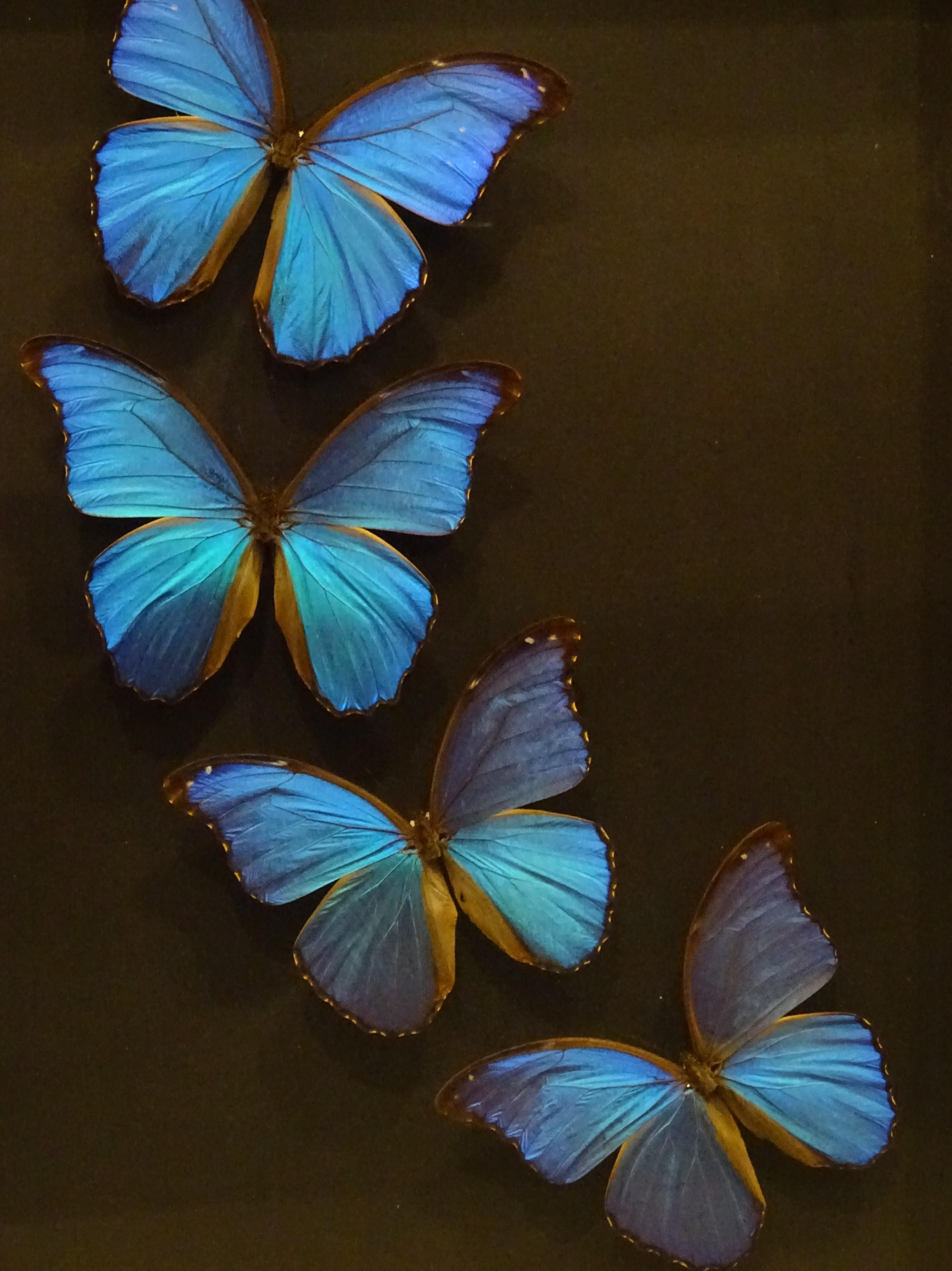 blue morpho taxidermy