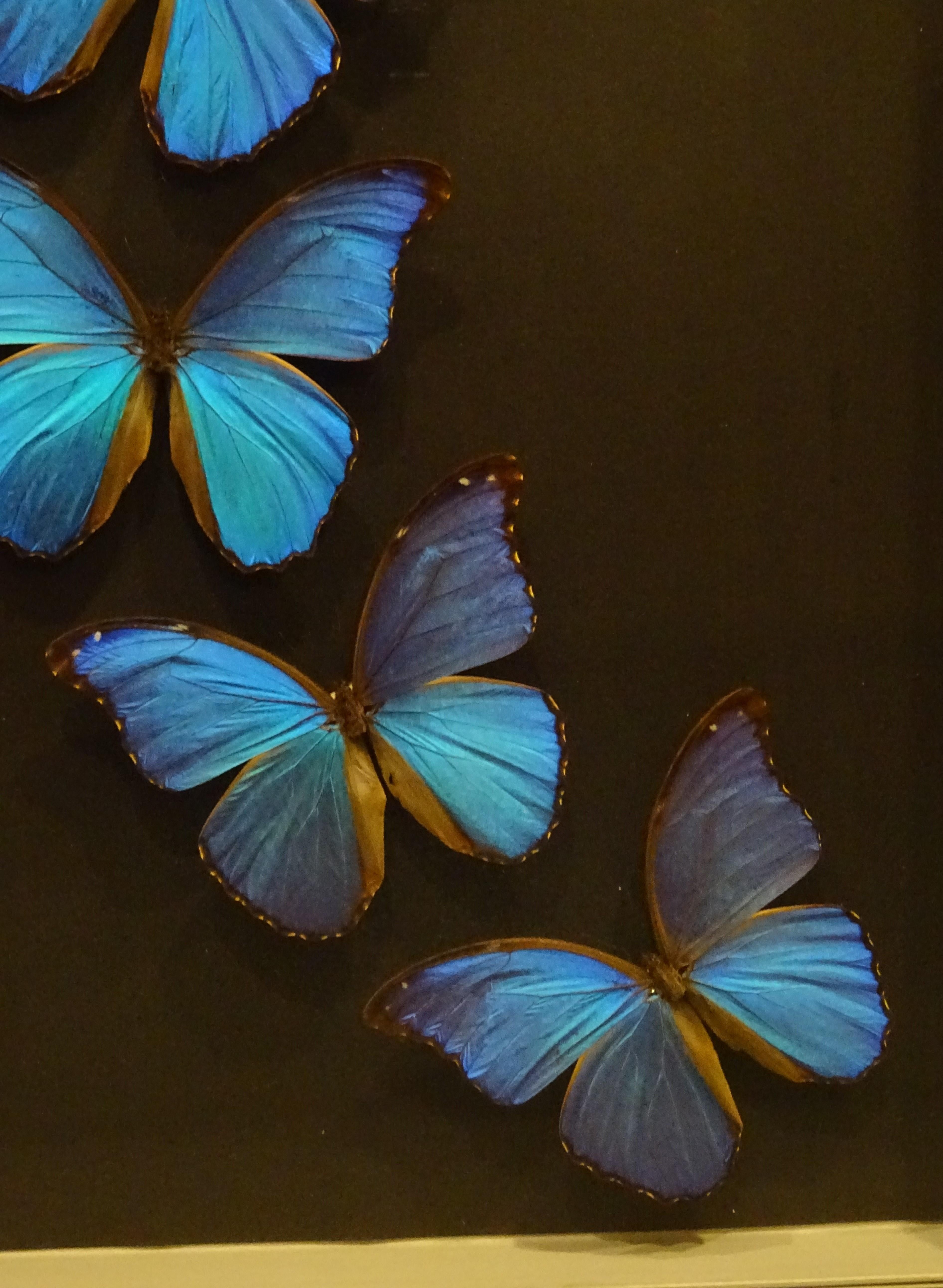 giant blue morpho butterfly