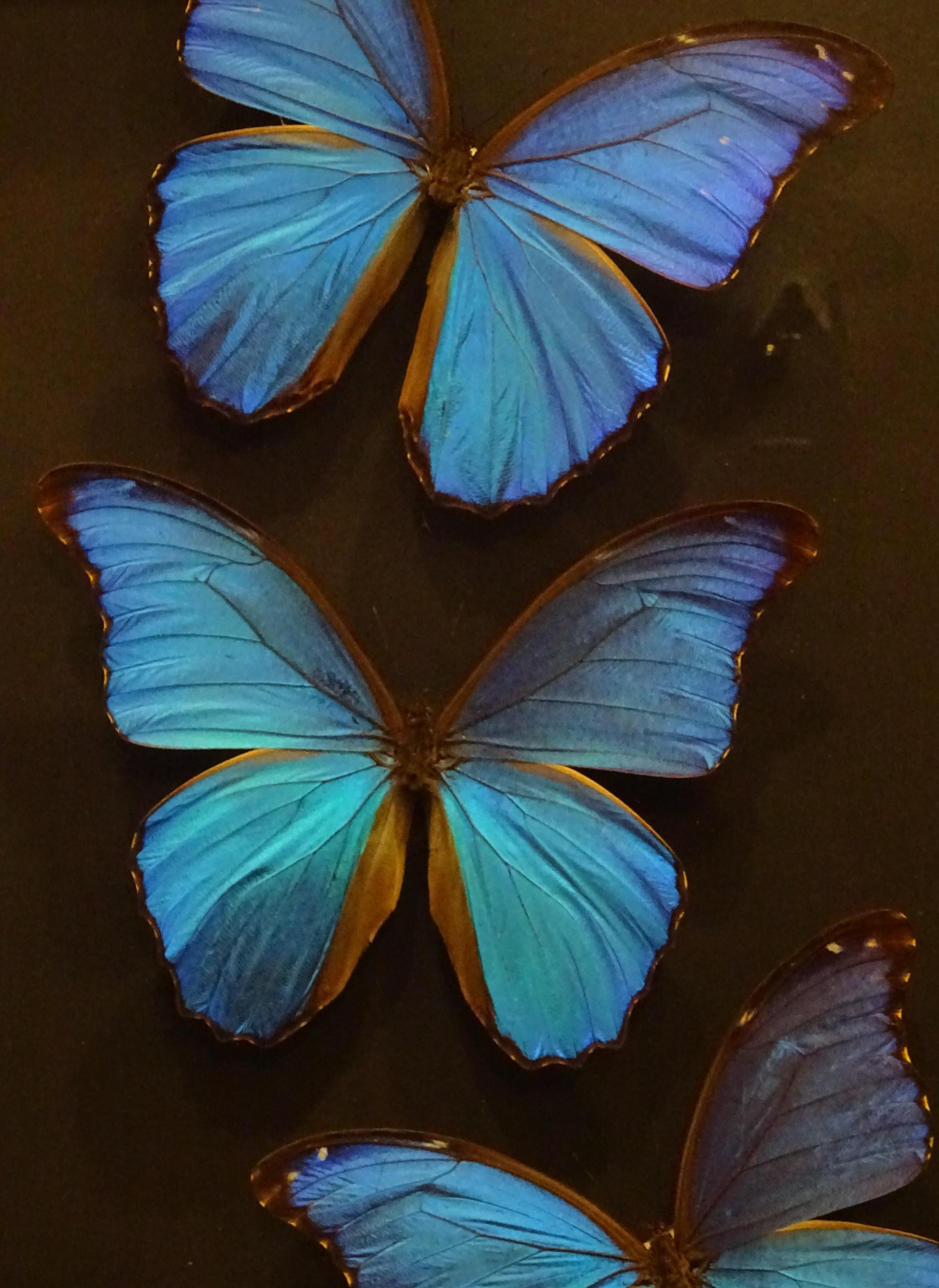 Mid-Century Modern Giant Blue Butterfly Taxidermy Collection Morpho Didius, in Display Case 