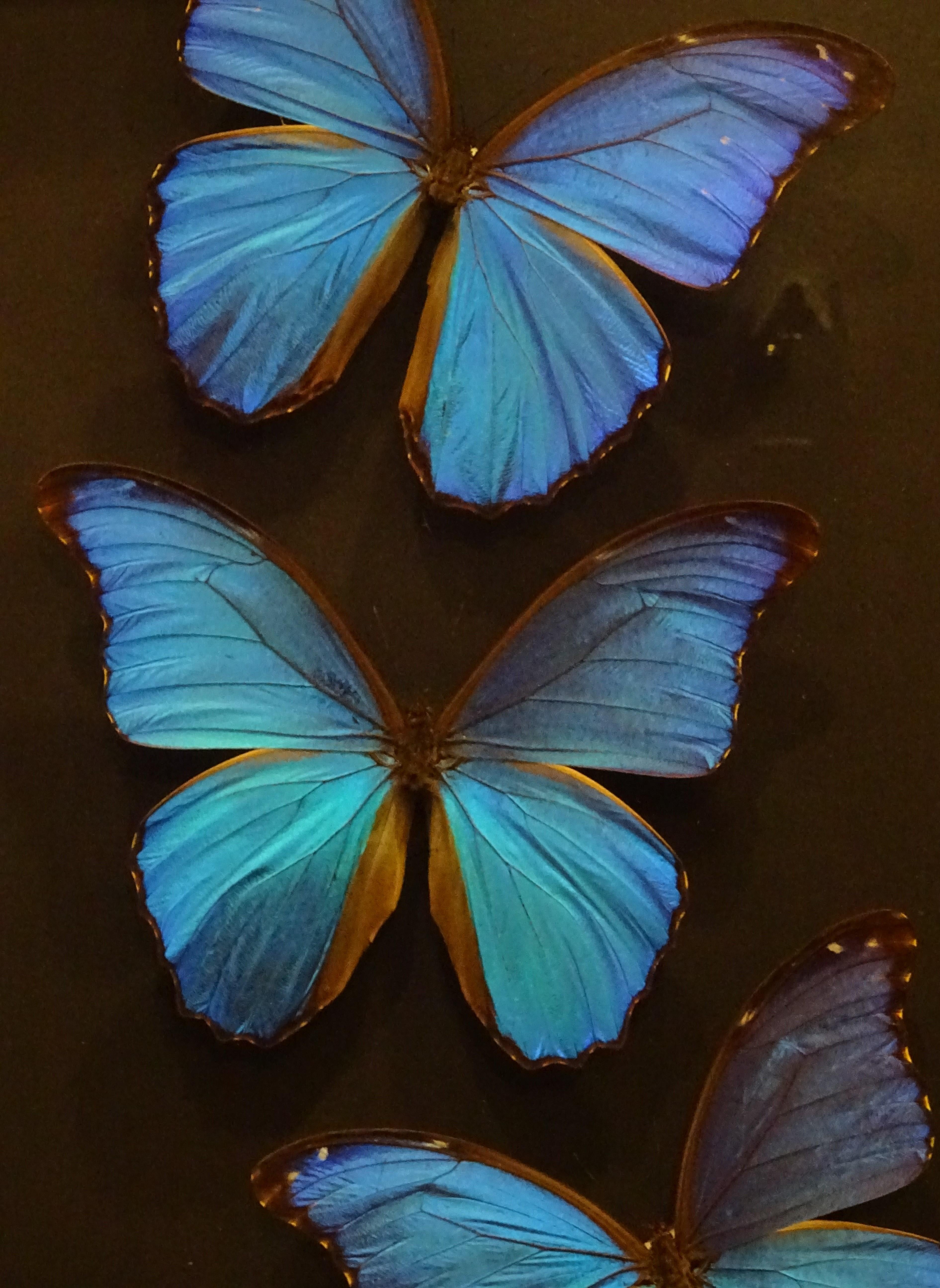 Mid-Century Modern Giant Blue Butterfly Taxidermy Collection Morpho Didius, in Display Case