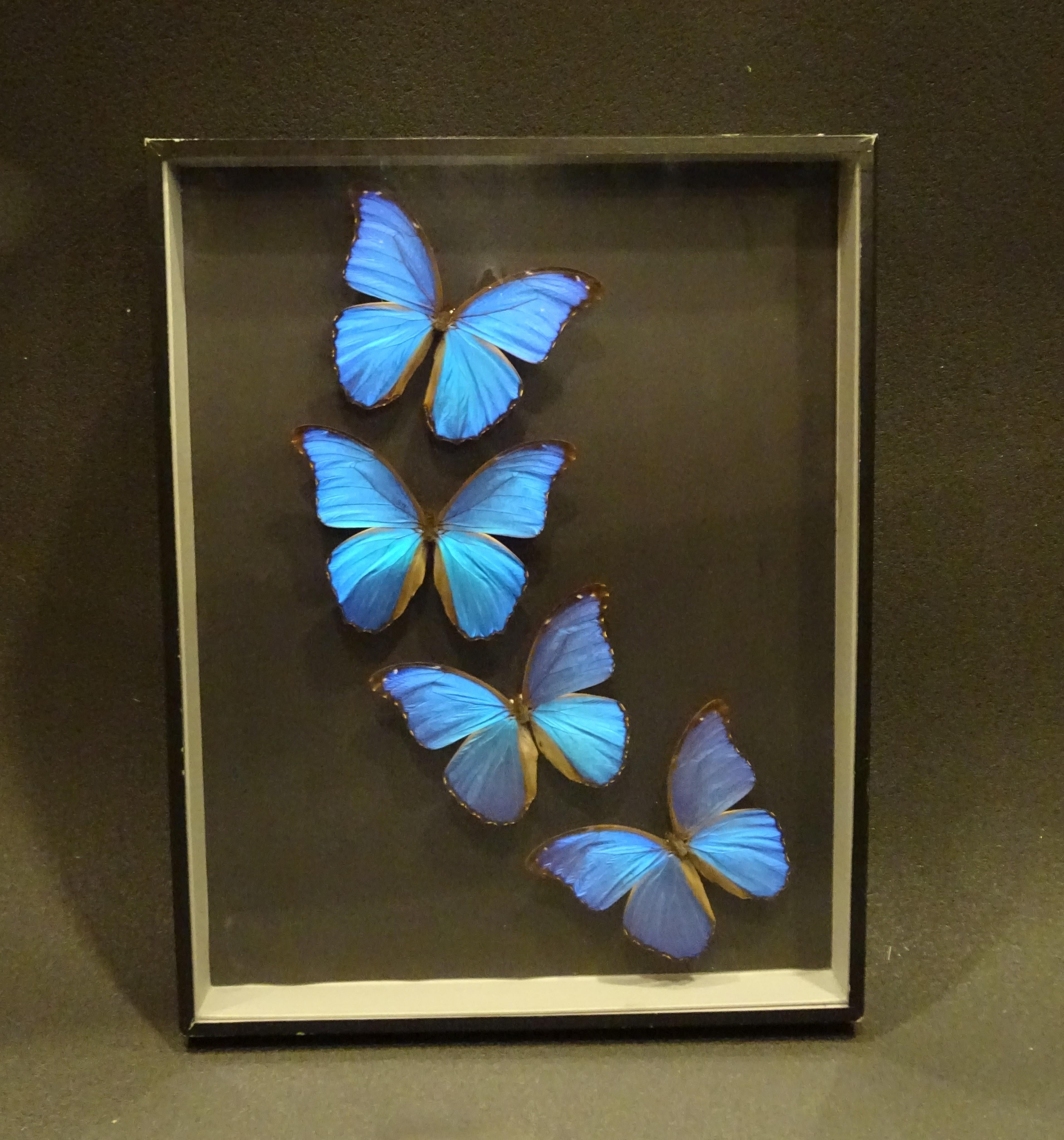 Late 20th Century Giant Blue Butterfly Taxidermy Collection Morpho Didius, in Display Case