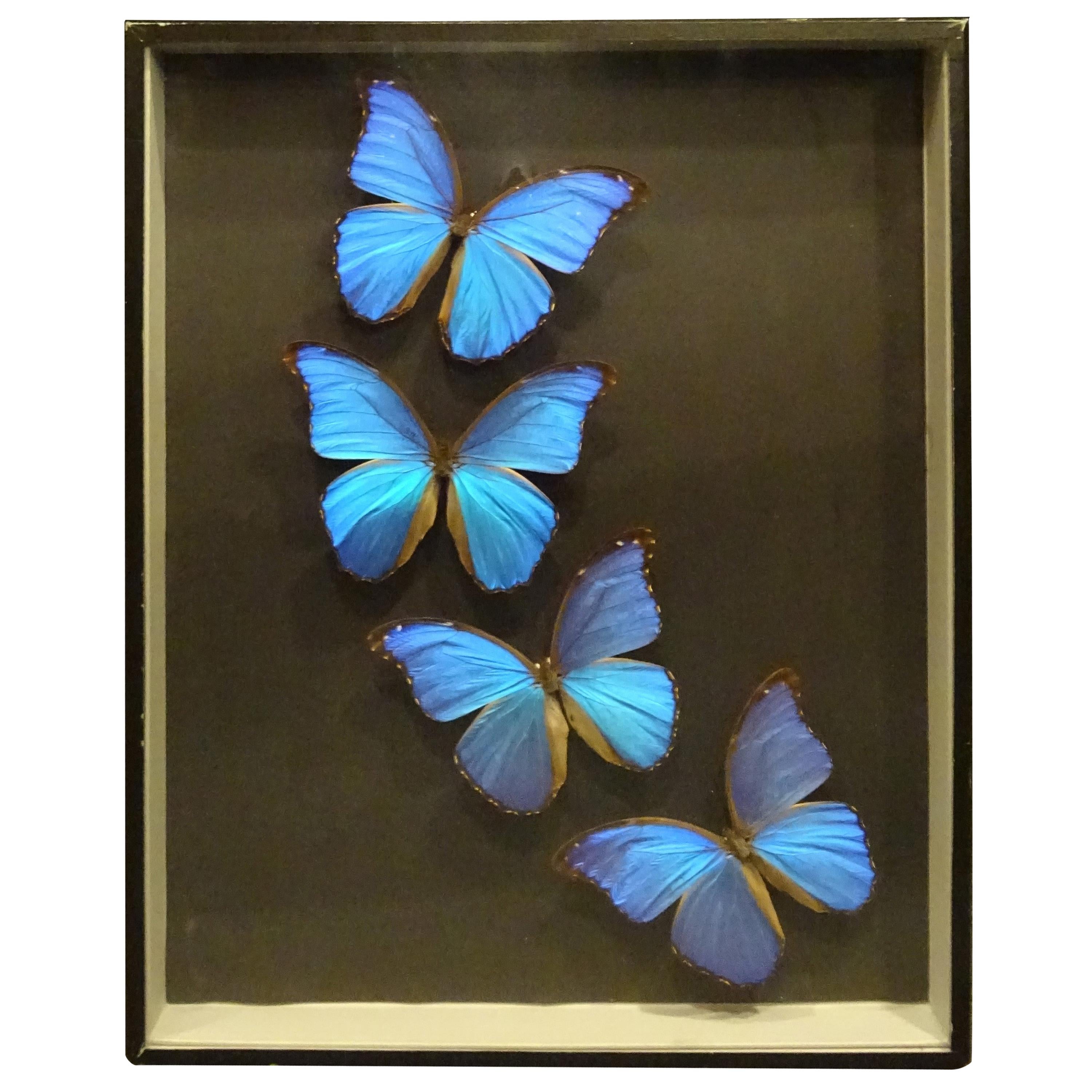 Giant Blue Butterfly Taxidermy Collection Morpho Didius, in Display Case 