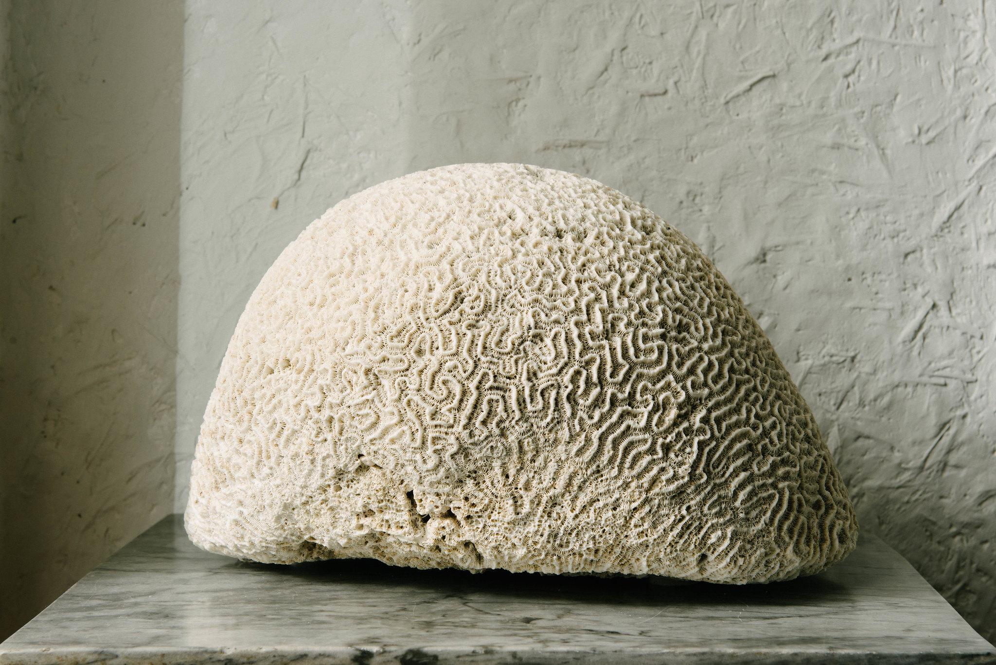 brain coral for sale