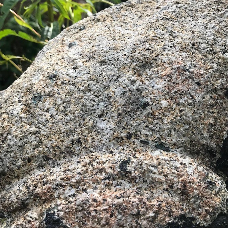 Giant Burly Japanese Antique Stone Frog Found In Vermont Tree, 17" Long