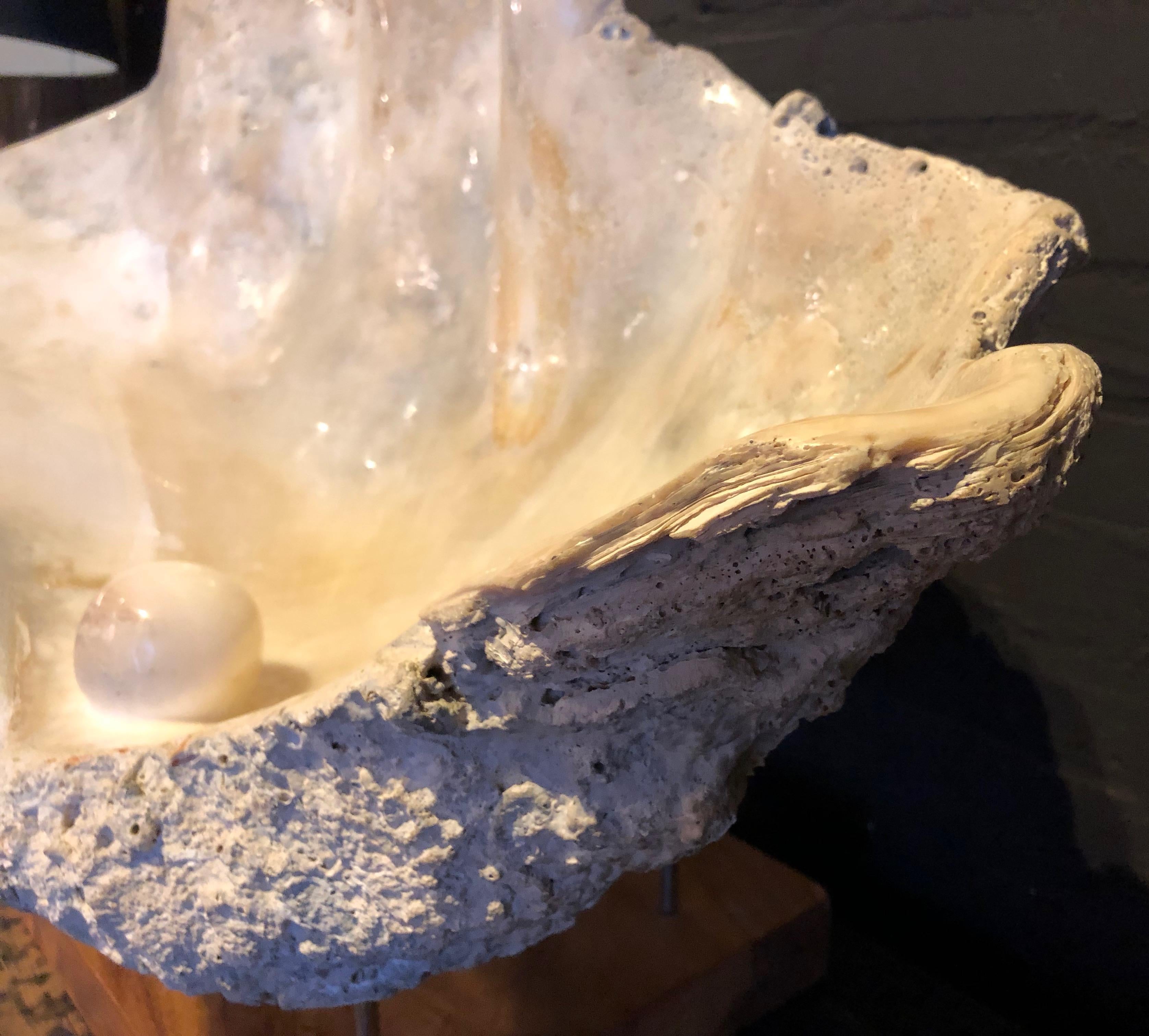 Giant clam fossil (Tridacna Gigas) placed on a chromed stand with hard wooden base.
The inside to the clam is polished and has a small round ball / pearl into it.
Very decorative piece.

  