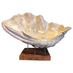 Giant Clam Fossil on Stand