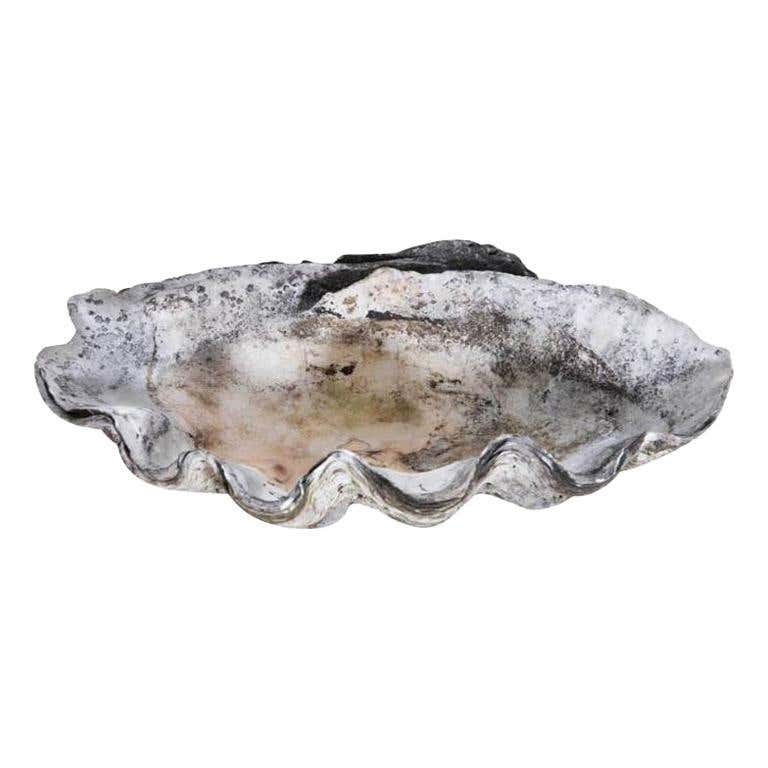 Giant Clam Shell Basin Natural Specimen with Wonderful Patina and ...