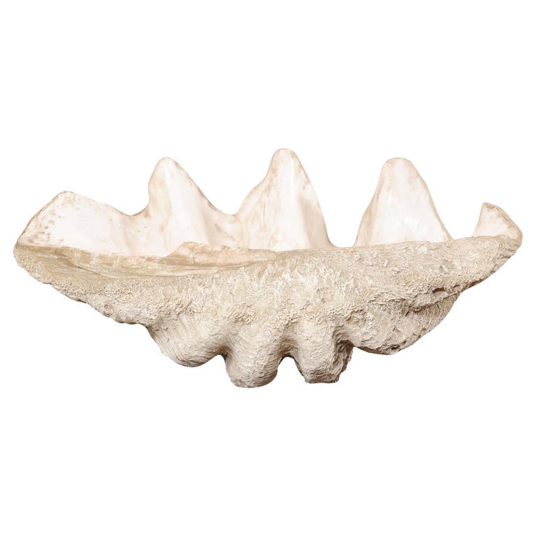 Giant Clam Shell (Faux) Fabulously Artisan Crafted-Looks like the Real ...