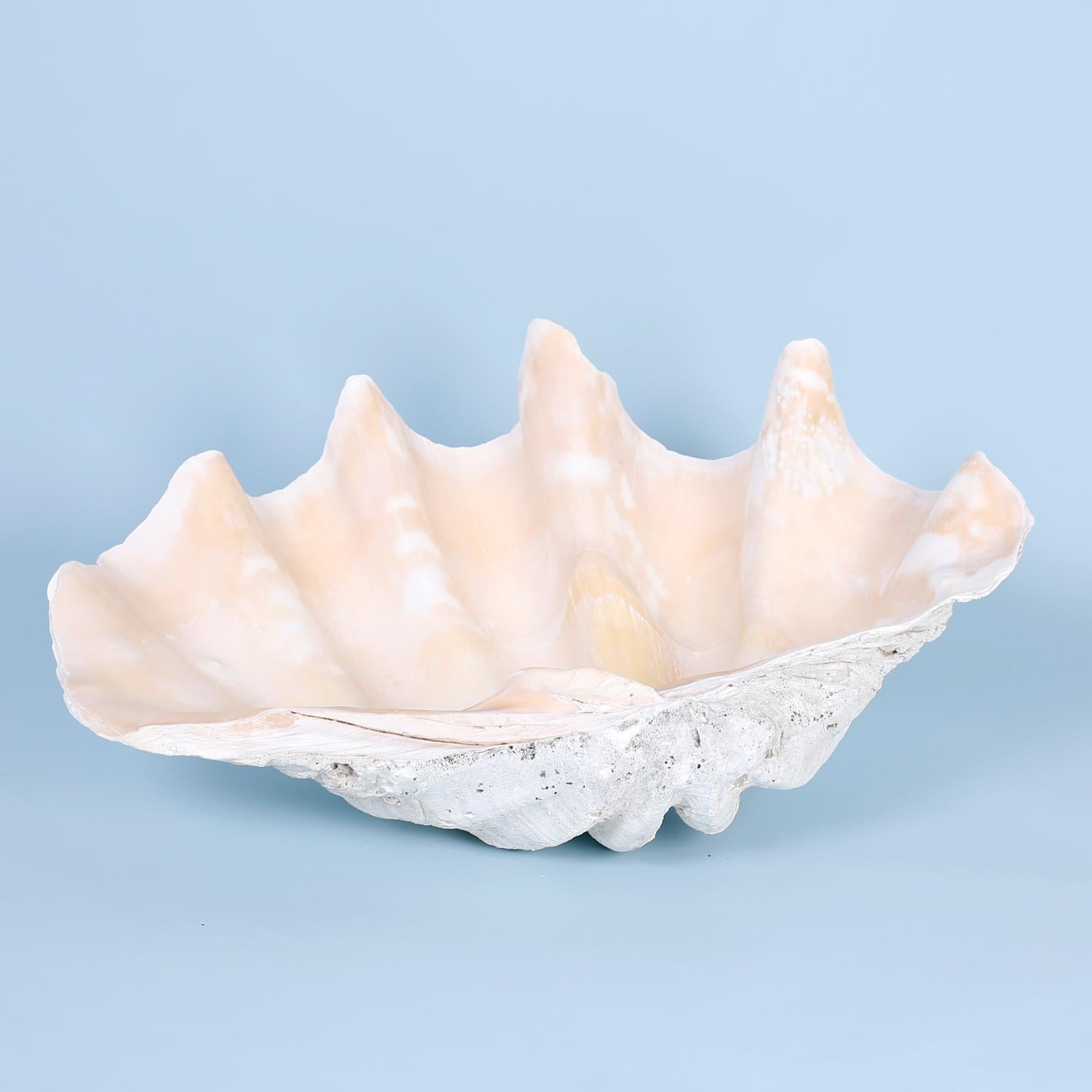 Giant clam shell specimen with its iconic sculptural form and sea inspired colors and textures.